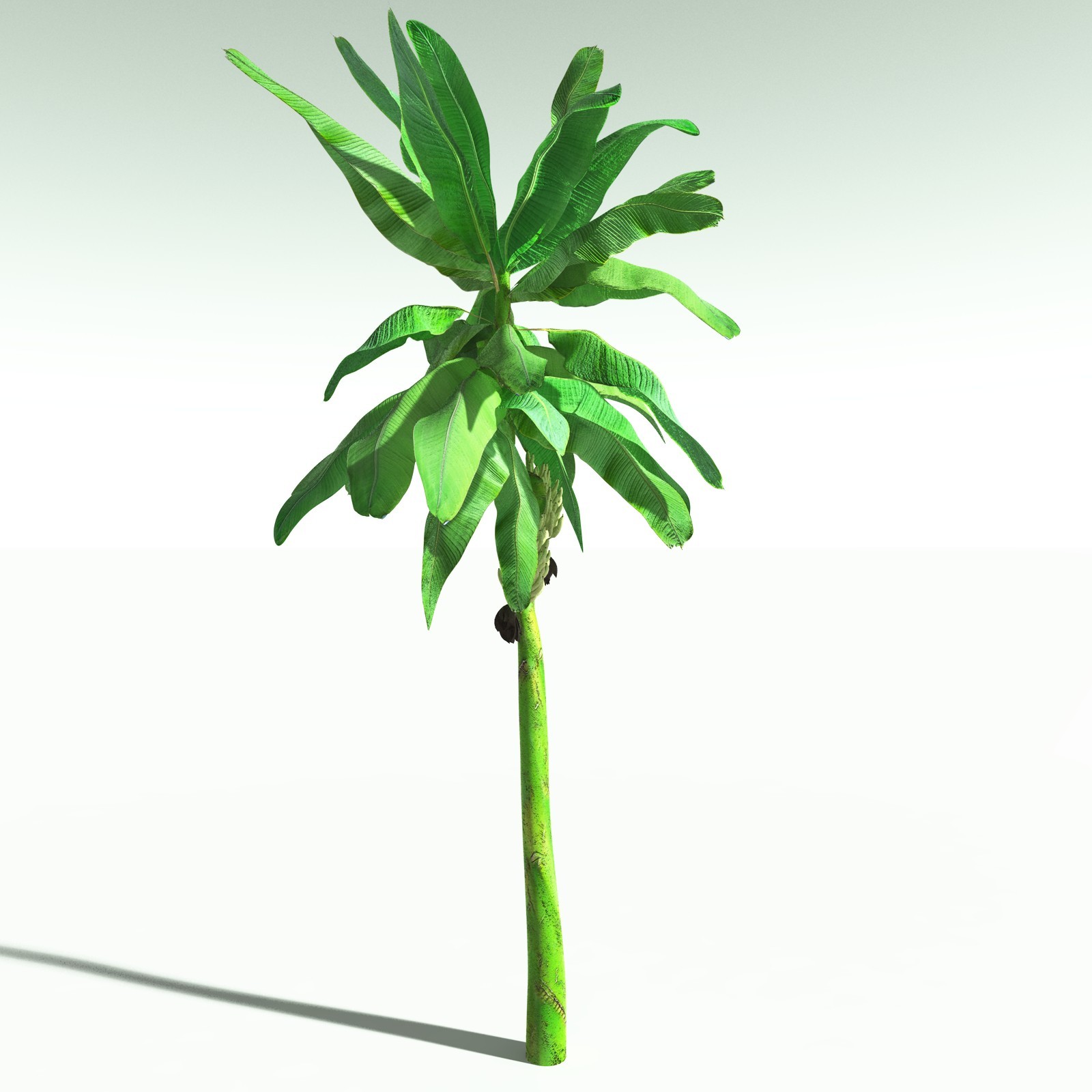 EVERYPlant Banana Plant for Poser by N/A