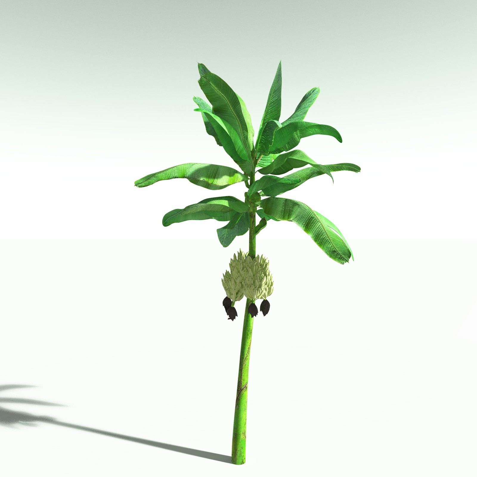 EVERYPlant Banana Plant for Poser by N/A