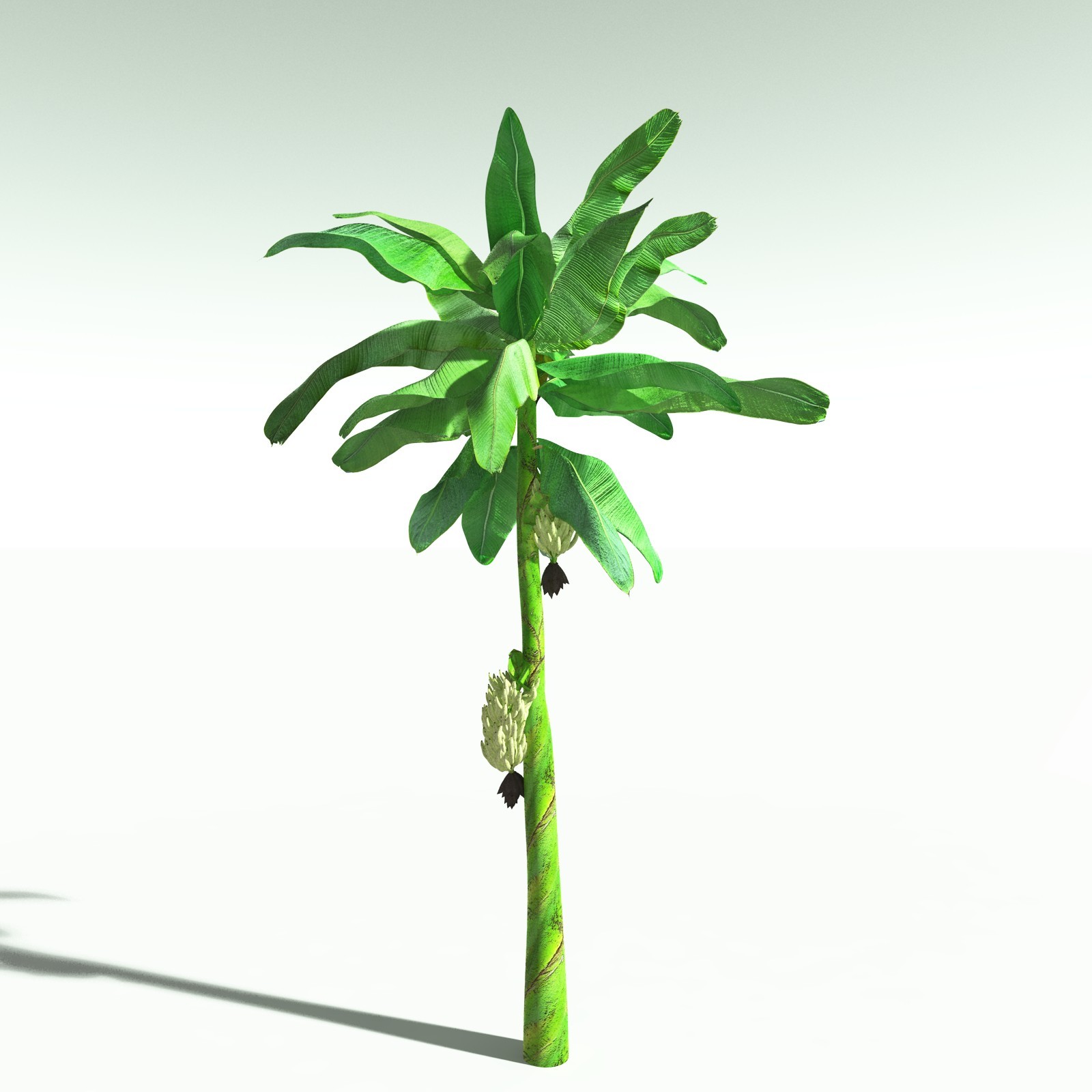 EVERYPlant Banana Plant for Poser by N/A
