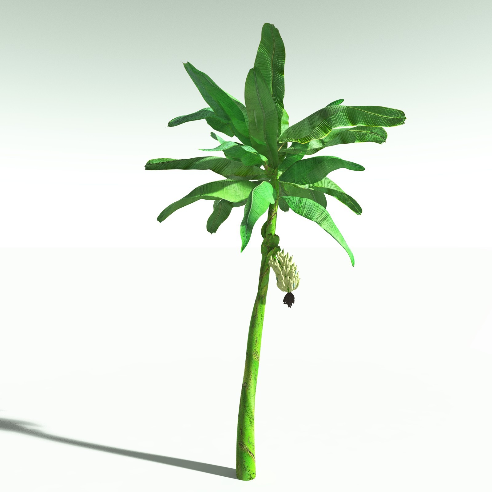 EVERYPlant Banana Plant for Poser by N/A