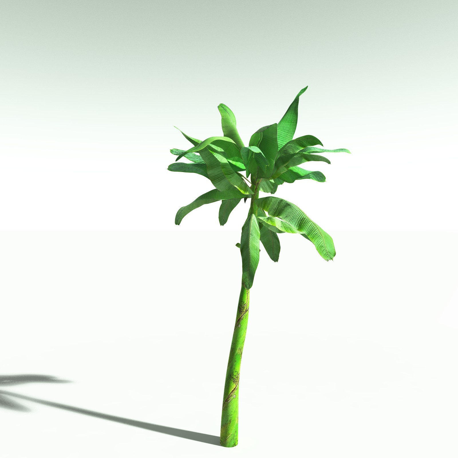 EVERYPlant Banana Plant for Poser by N/A