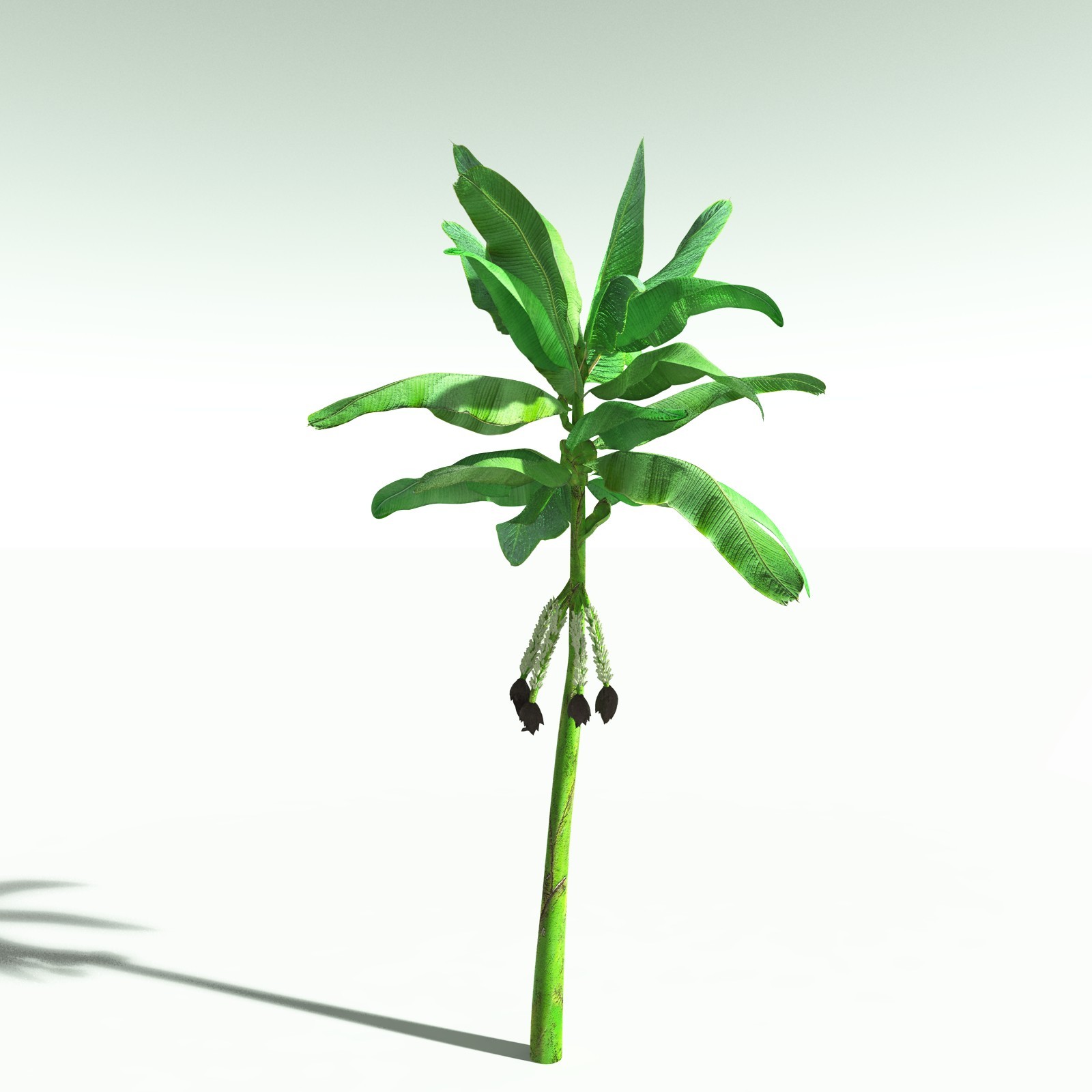 EVERYPlant Banana Plant for Poser by N/A