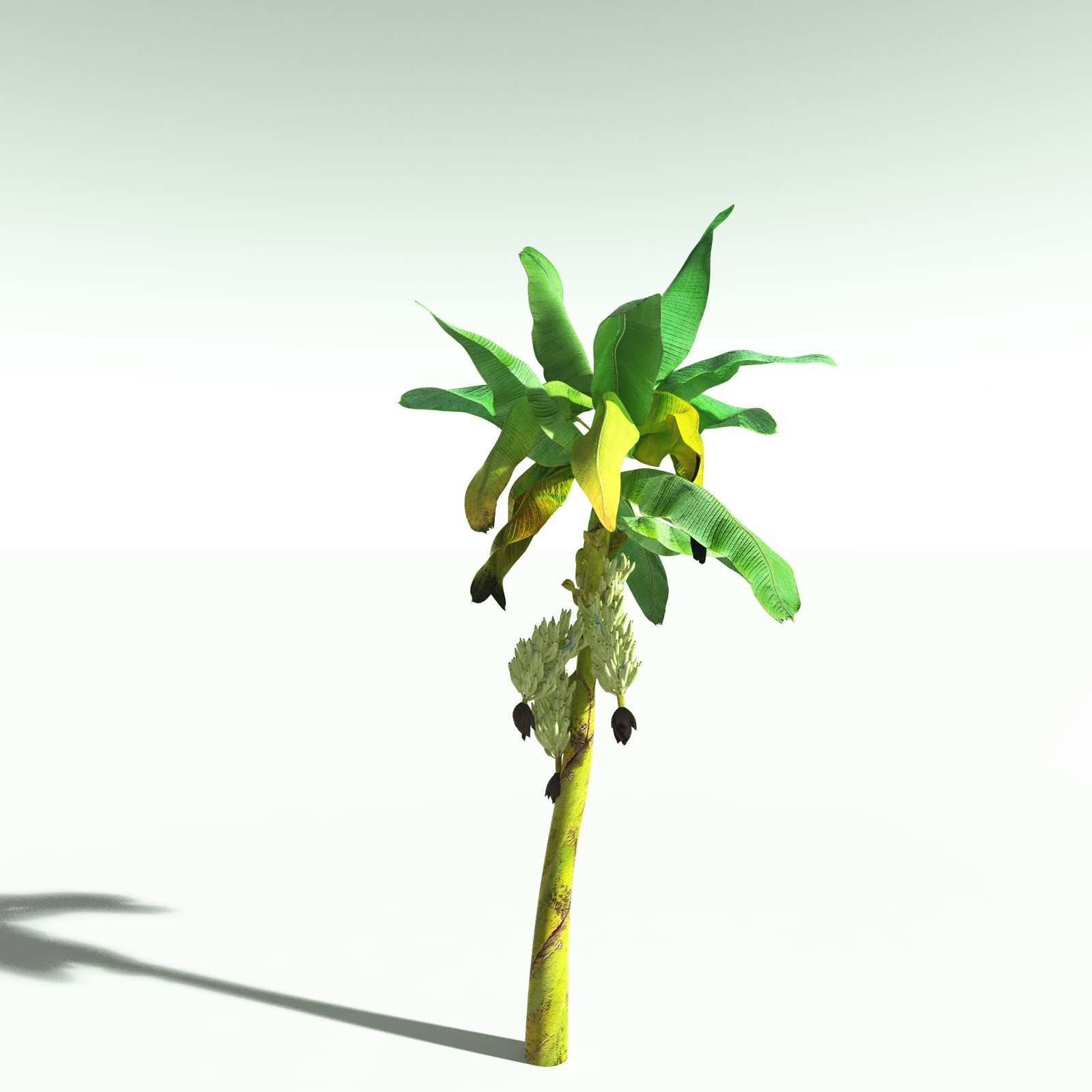 EVERYPlant Banana Plant for Poser by N/A