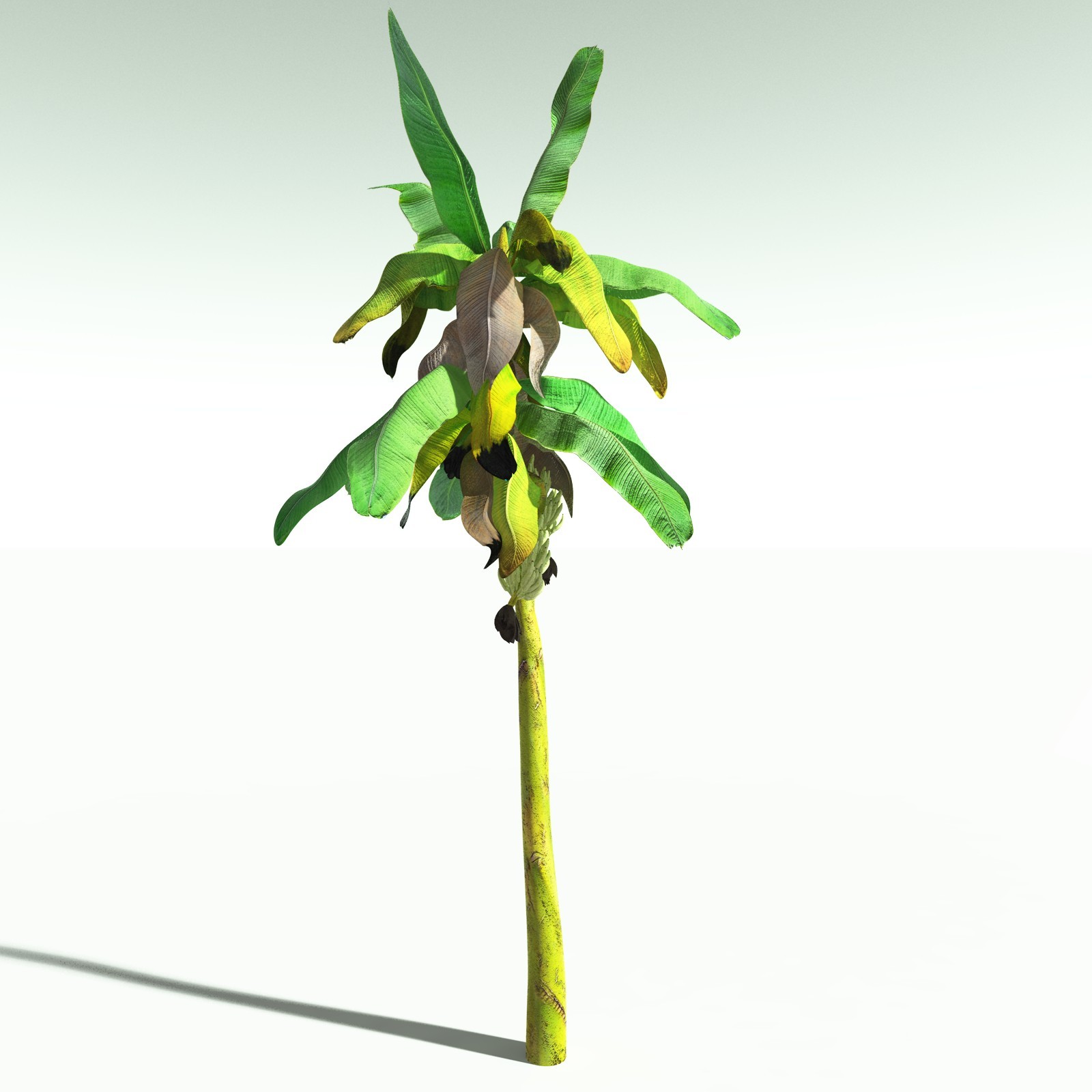 EVERYPlant Banana Plant for Poser by N/A