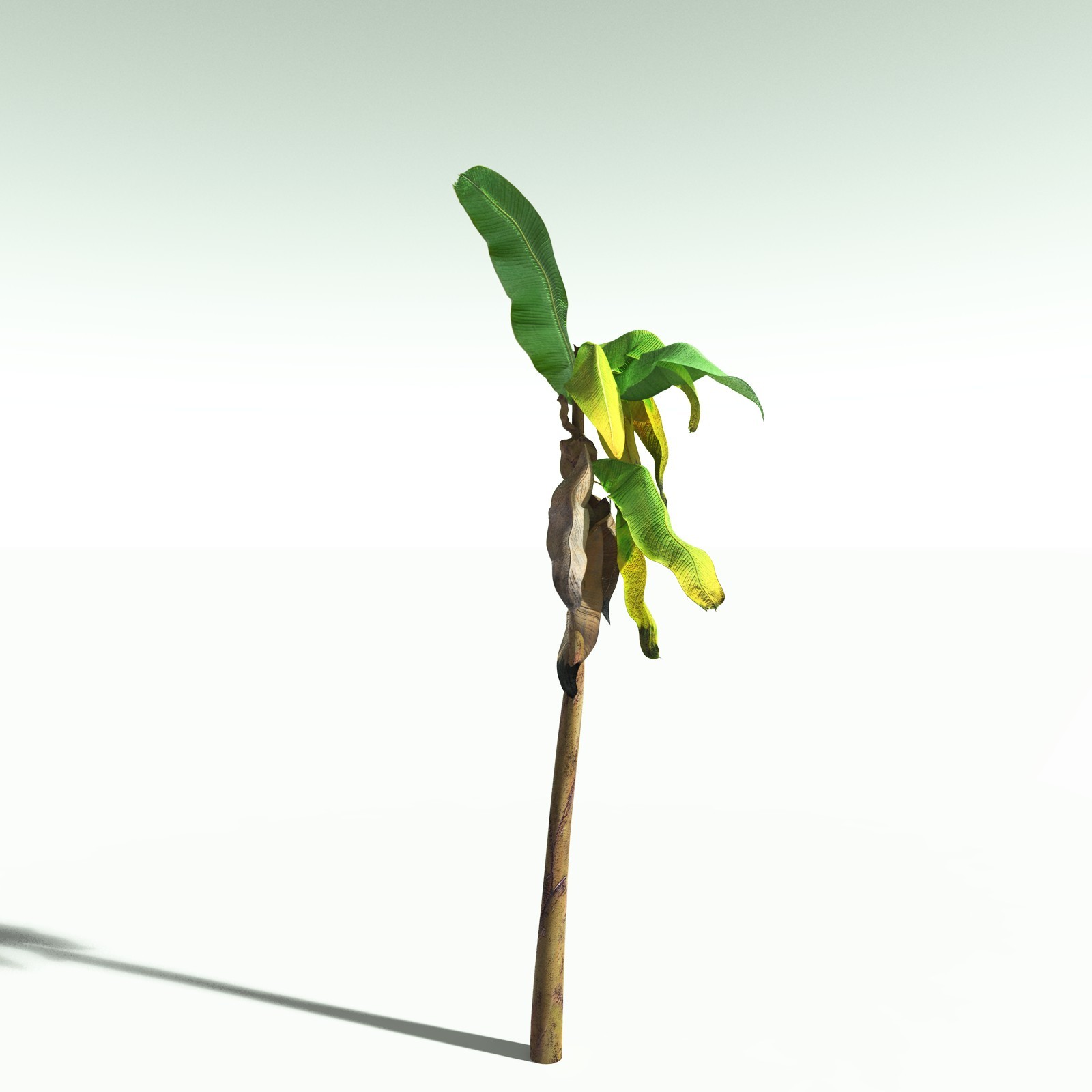 EVERYPlant Banana Plant for Poser by N/A