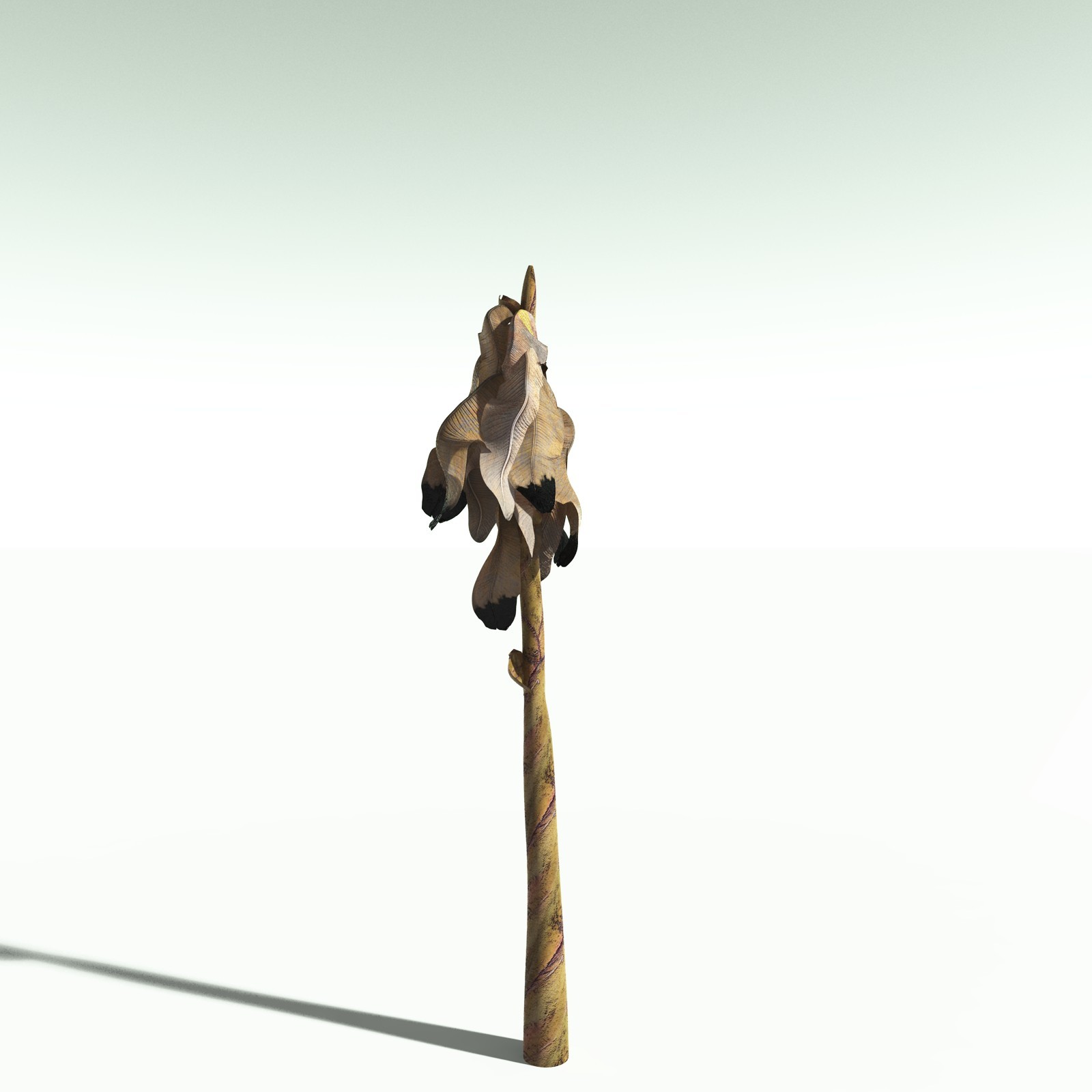 EVERYPlant Banana Plant for Poser by N/A