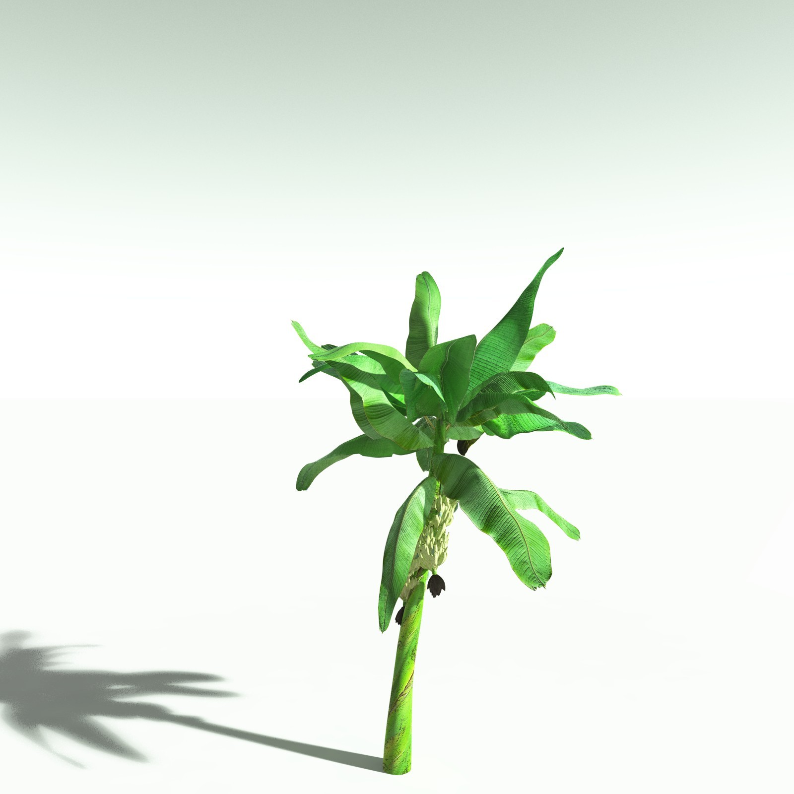 EVERYPlant Banana Plant for Poser by N/A