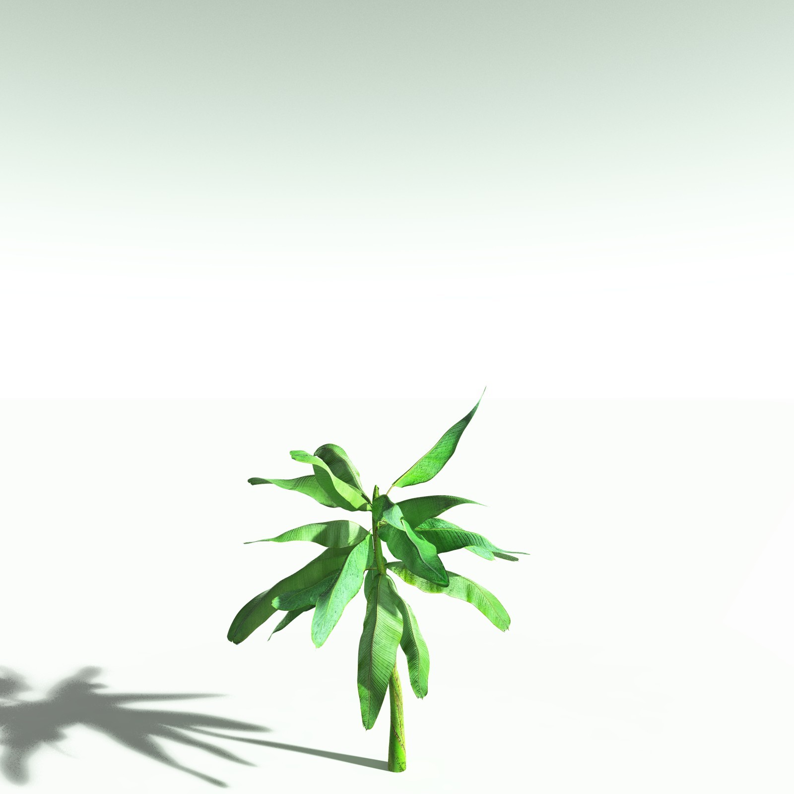 EVERYPlant Banana Plant for Poser by N/A
