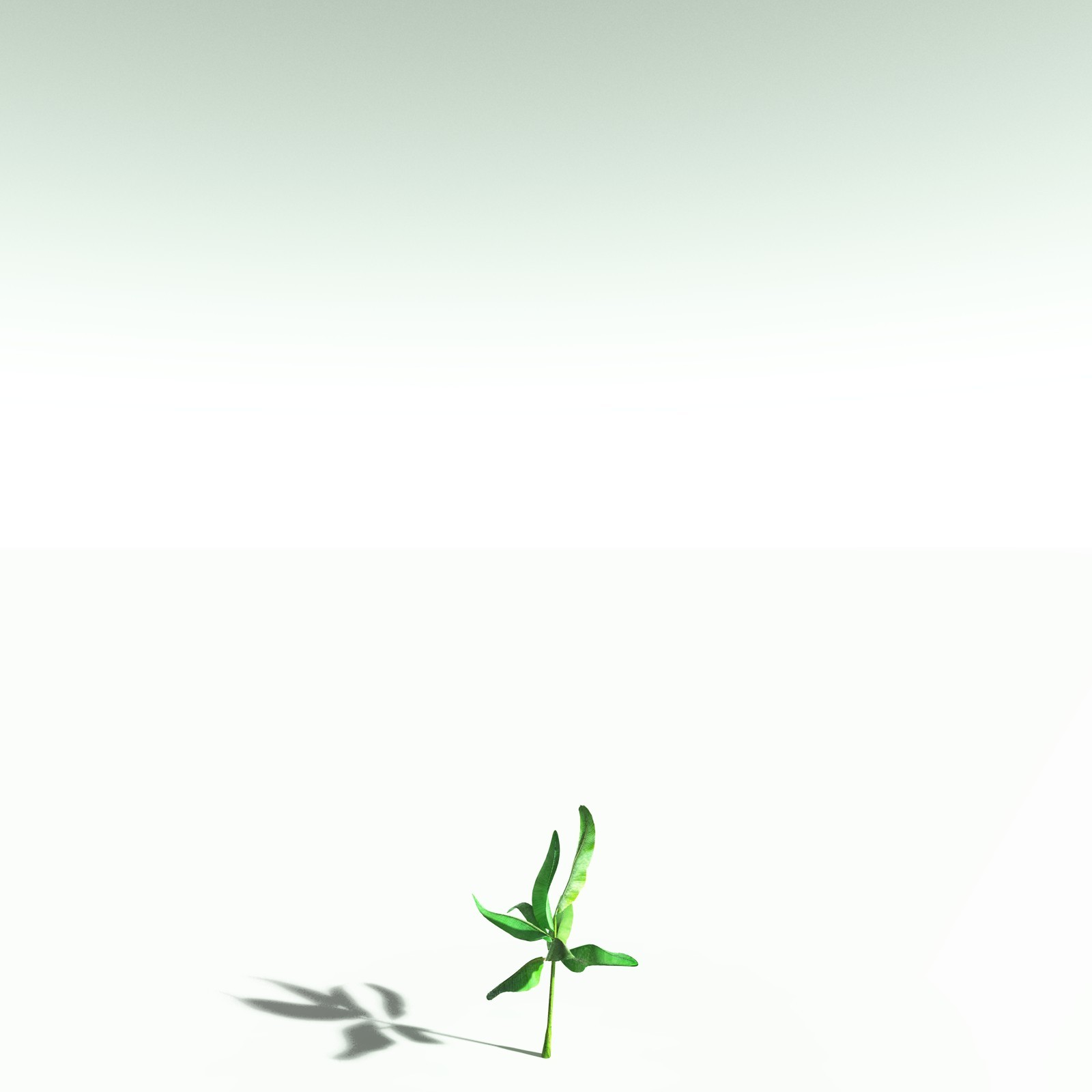 EVERYPlant Banana Plant for Poser by N/A