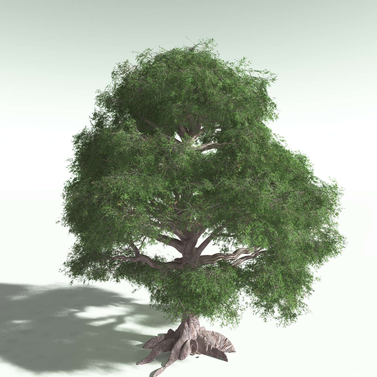 EVERYPlant Spur Mahogany for Poser by N/A