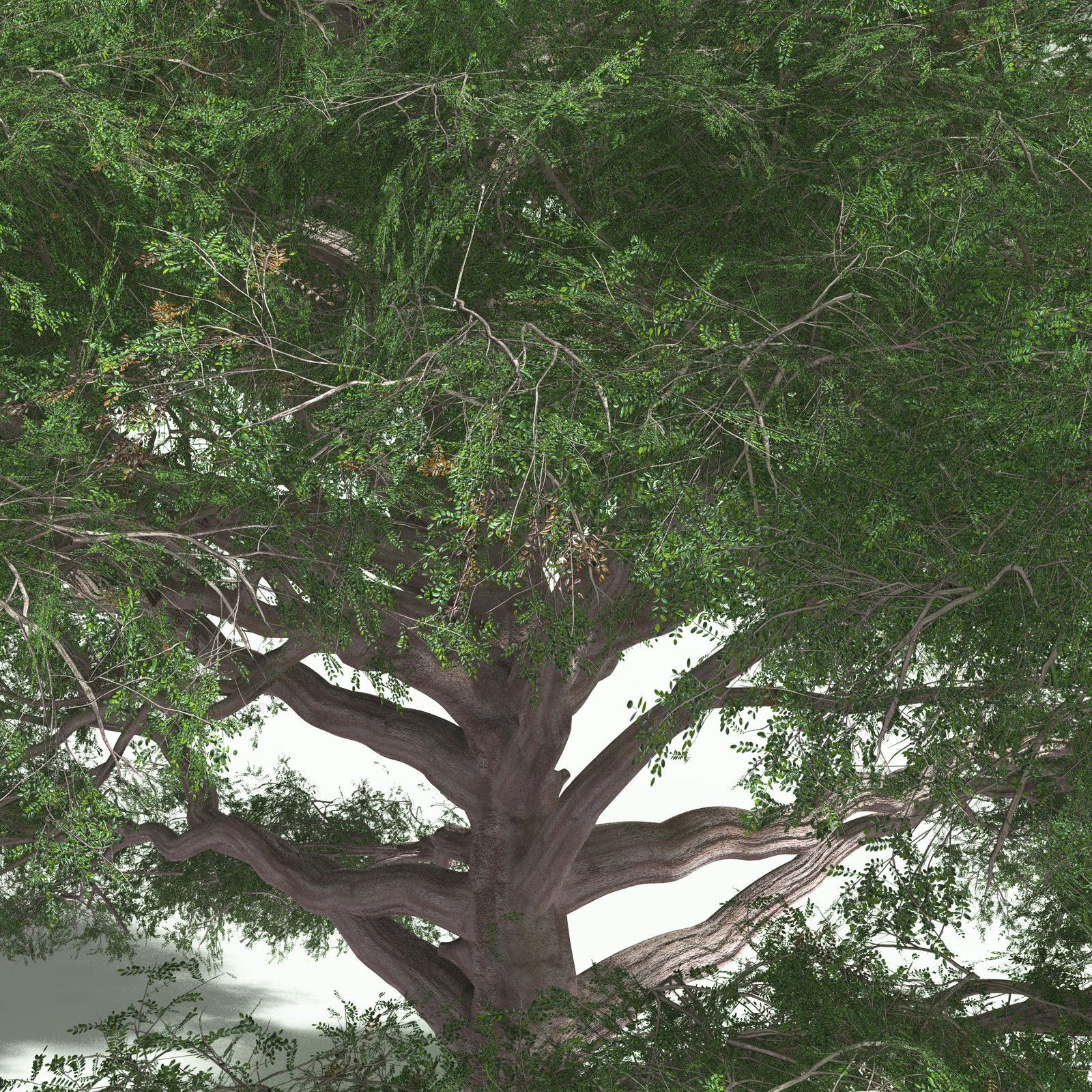 EVERYPlant Spur Mahogany for Poser by N/A