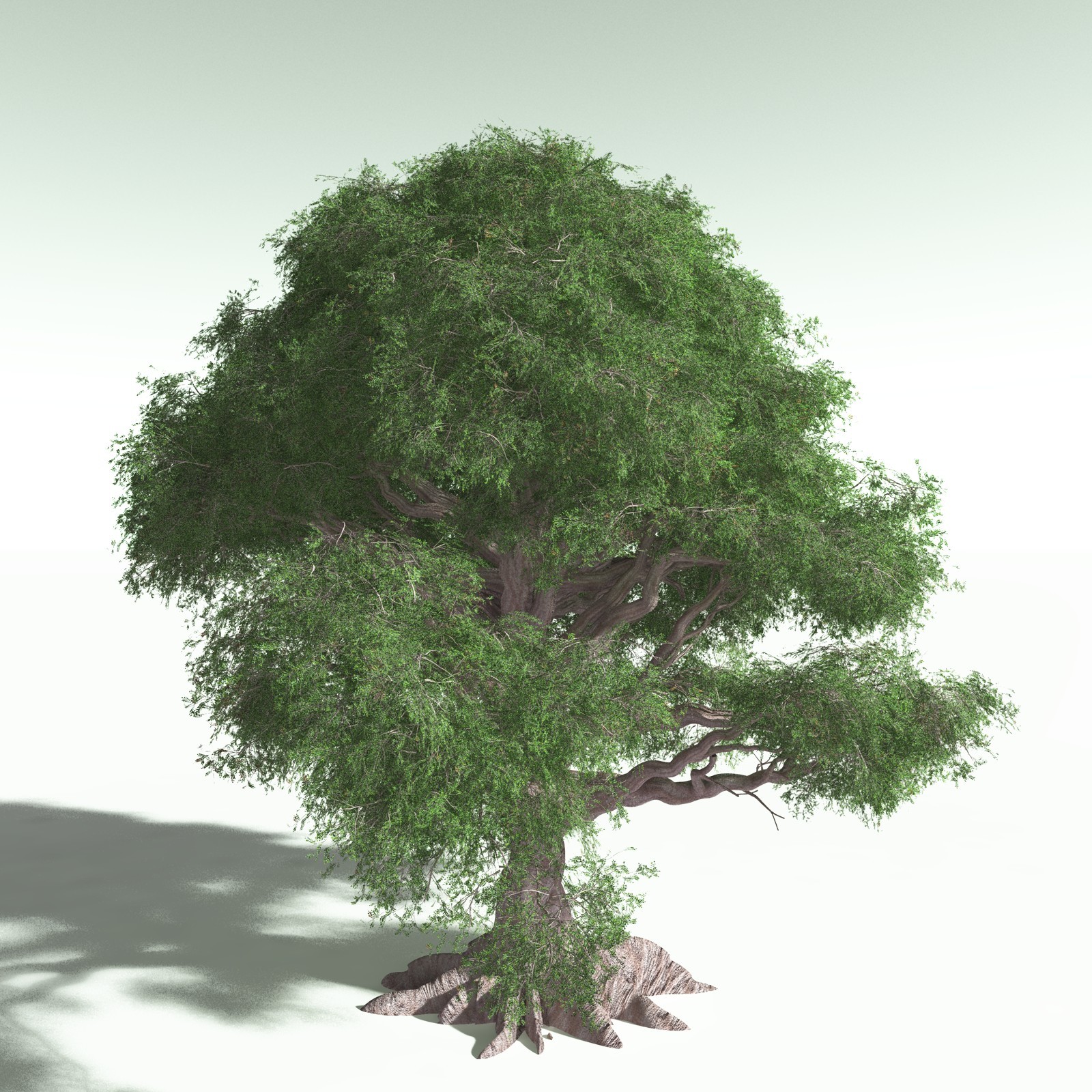 EVERYPlant Spur Mahogany for Poser by N/A
