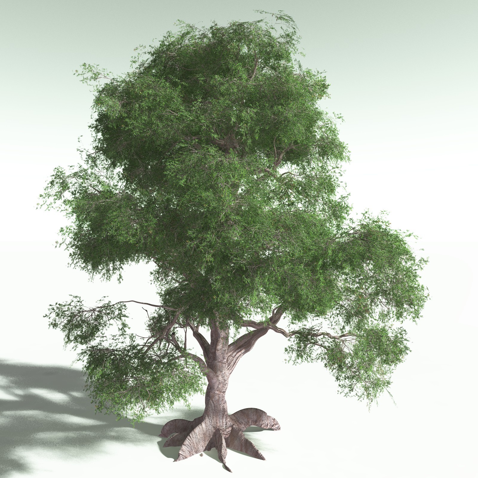 EVERYPlant Spur Mahogany for Poser by N/A
