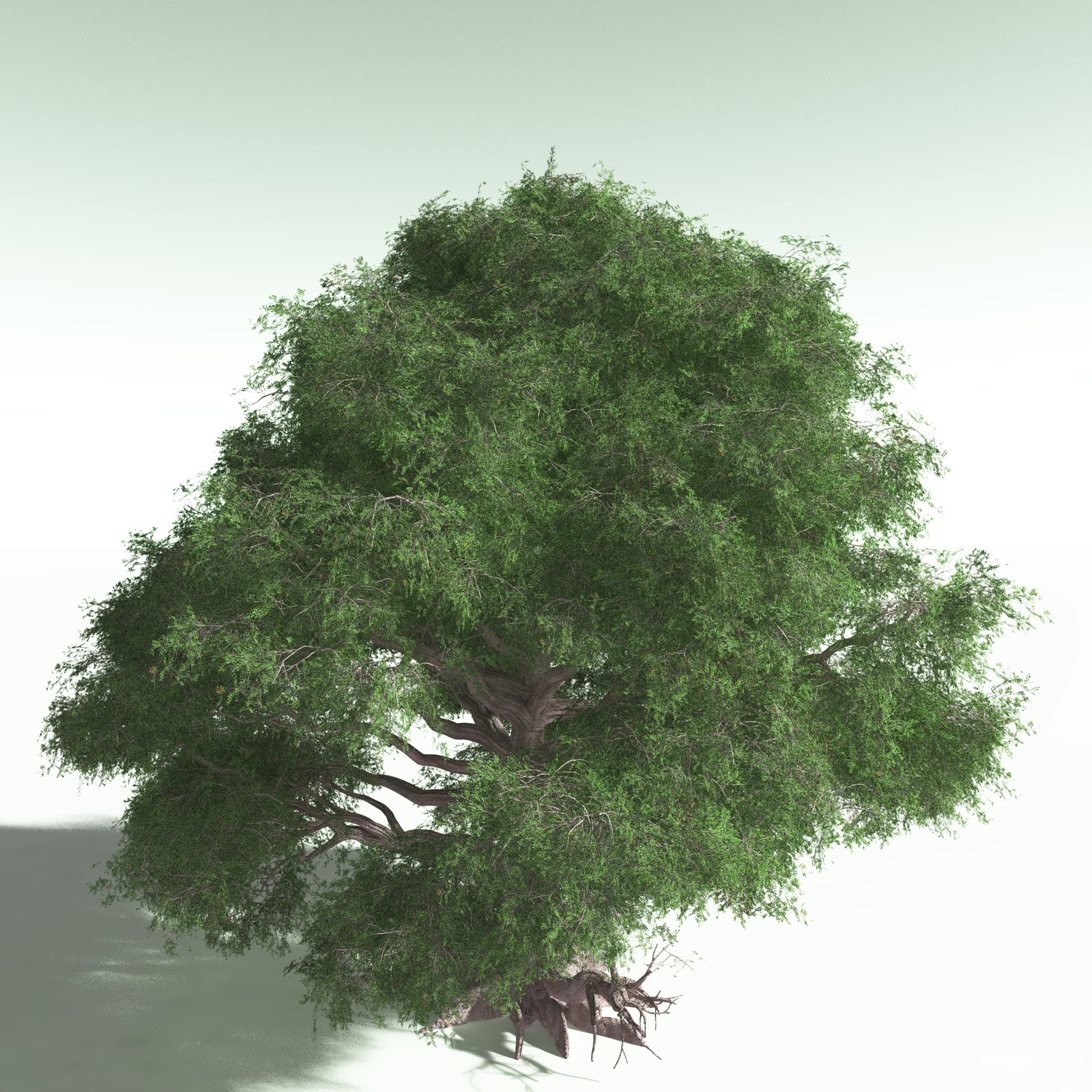 EVERYPlant Spur Mahogany for Poser by N/A