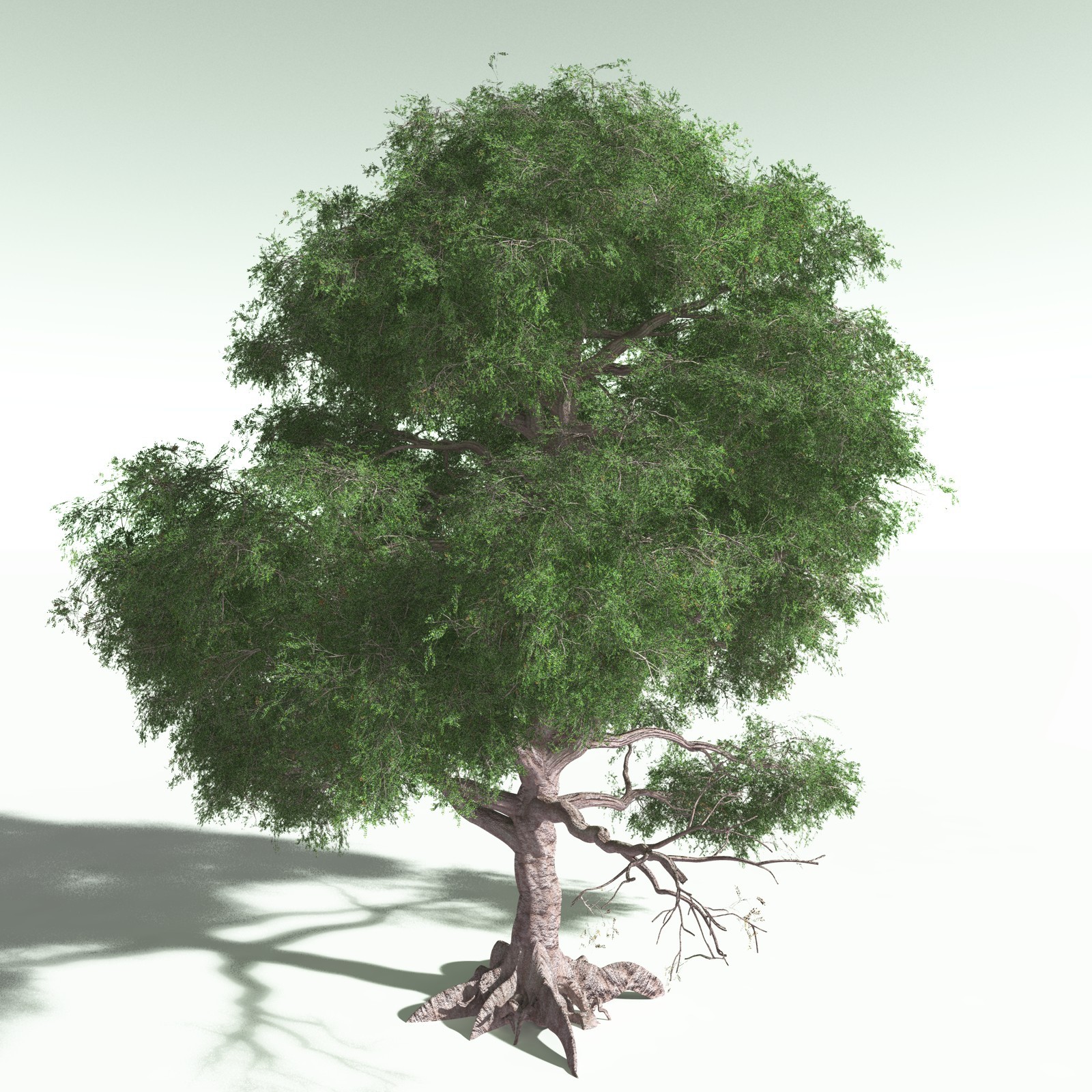 EVERYPlant Spur Mahogany for Poser by N/A