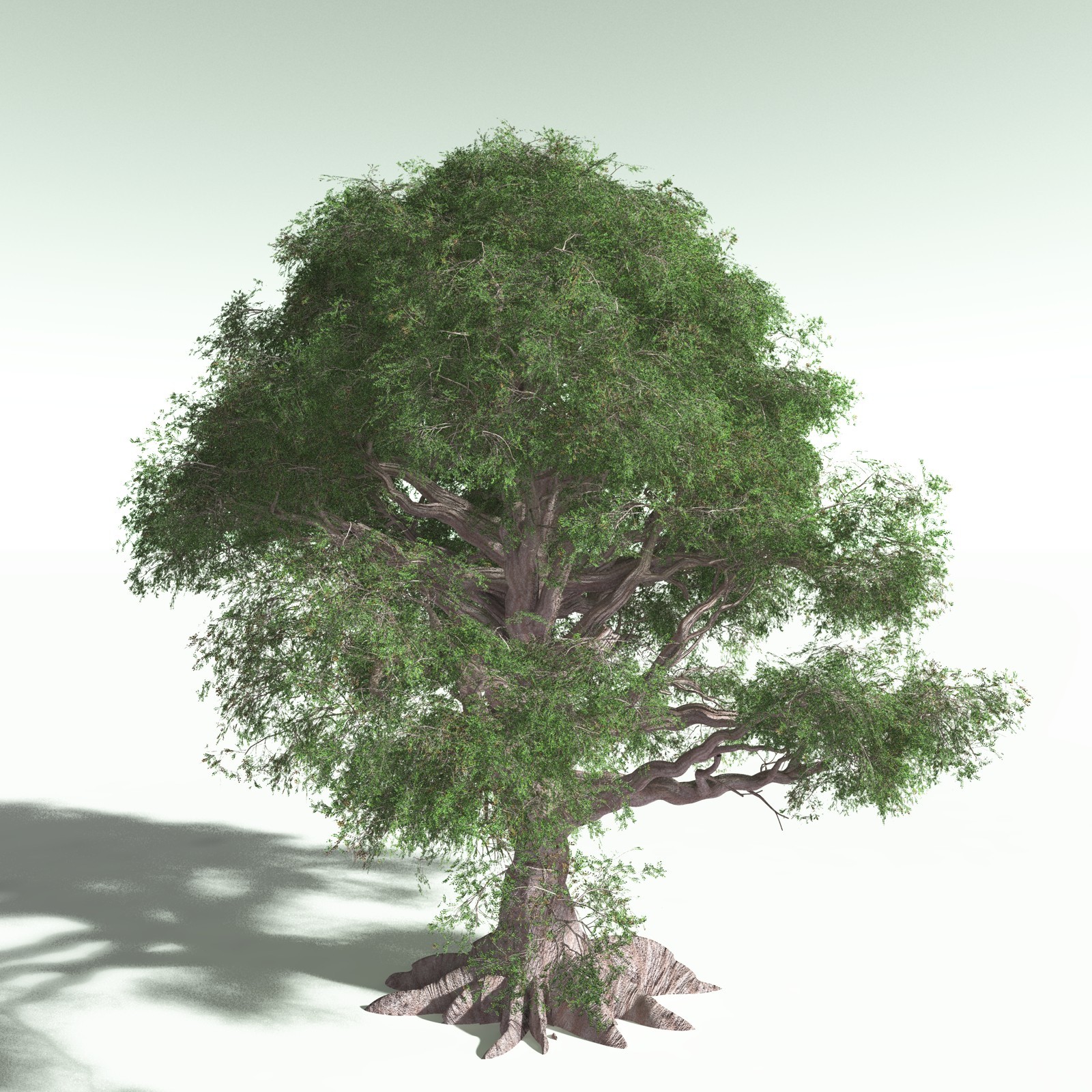 EVERYPlant Spur Mahogany for Poser by N/A