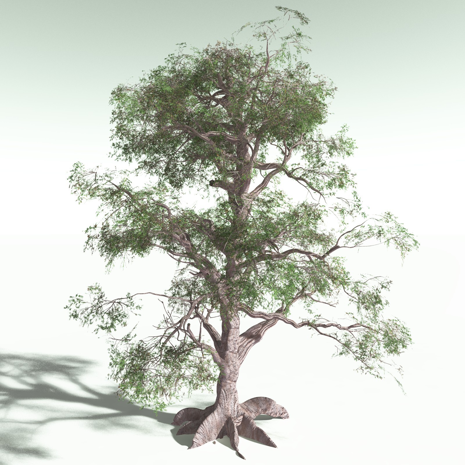 EVERYPlant Spur Mahogany for Poser by N/A