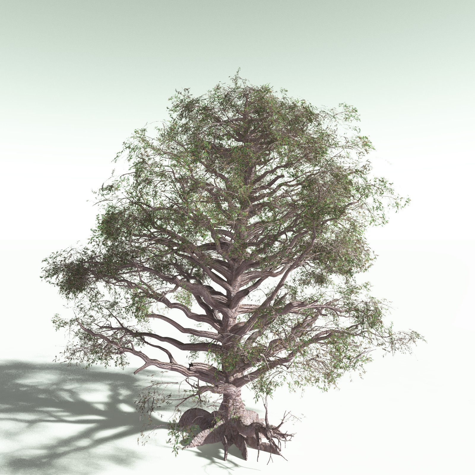 EVERYPlant Spur Mahogany for Poser by N/A