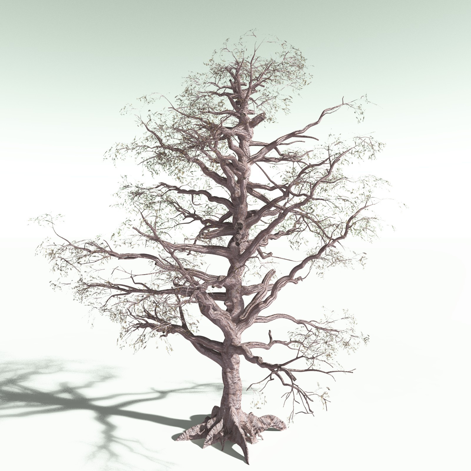 EVERYPlant Spur Mahogany for Poser by N/A