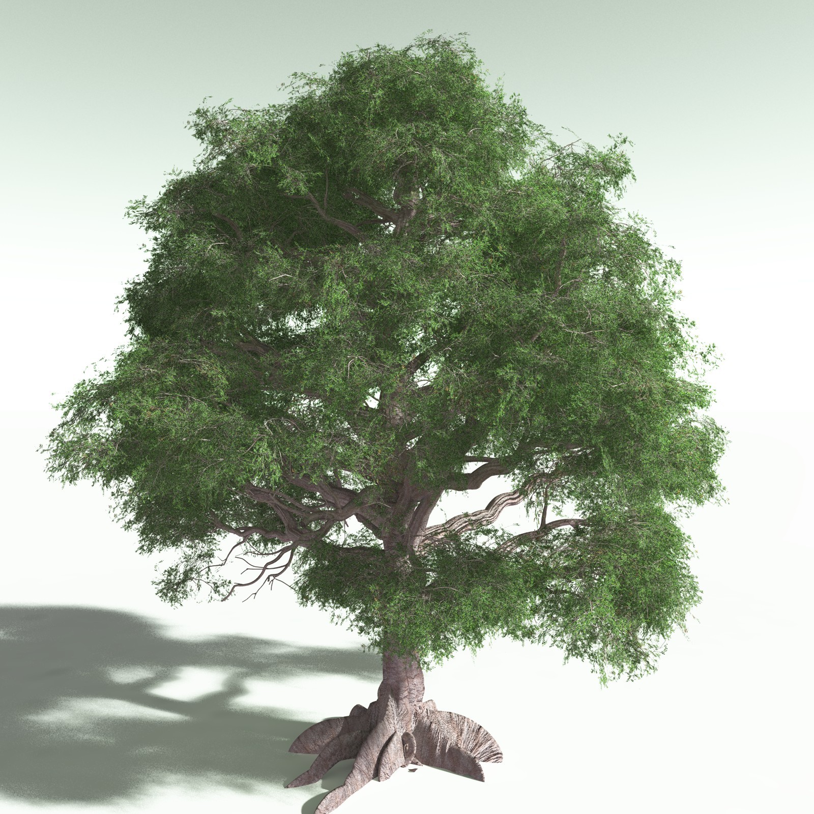 EVERYPlant Spur Mahogany for Poser by N/A