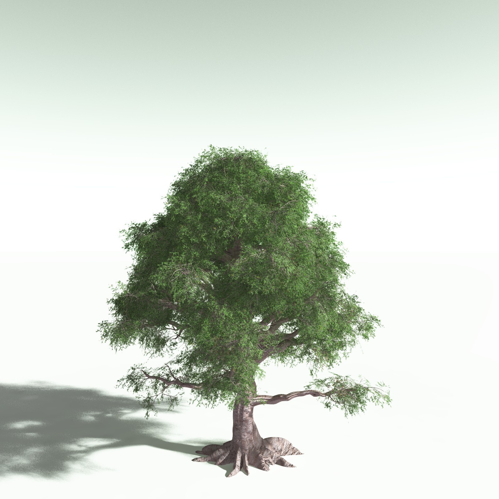 EVERYPlant Spur Mahogany for Poser by N/A