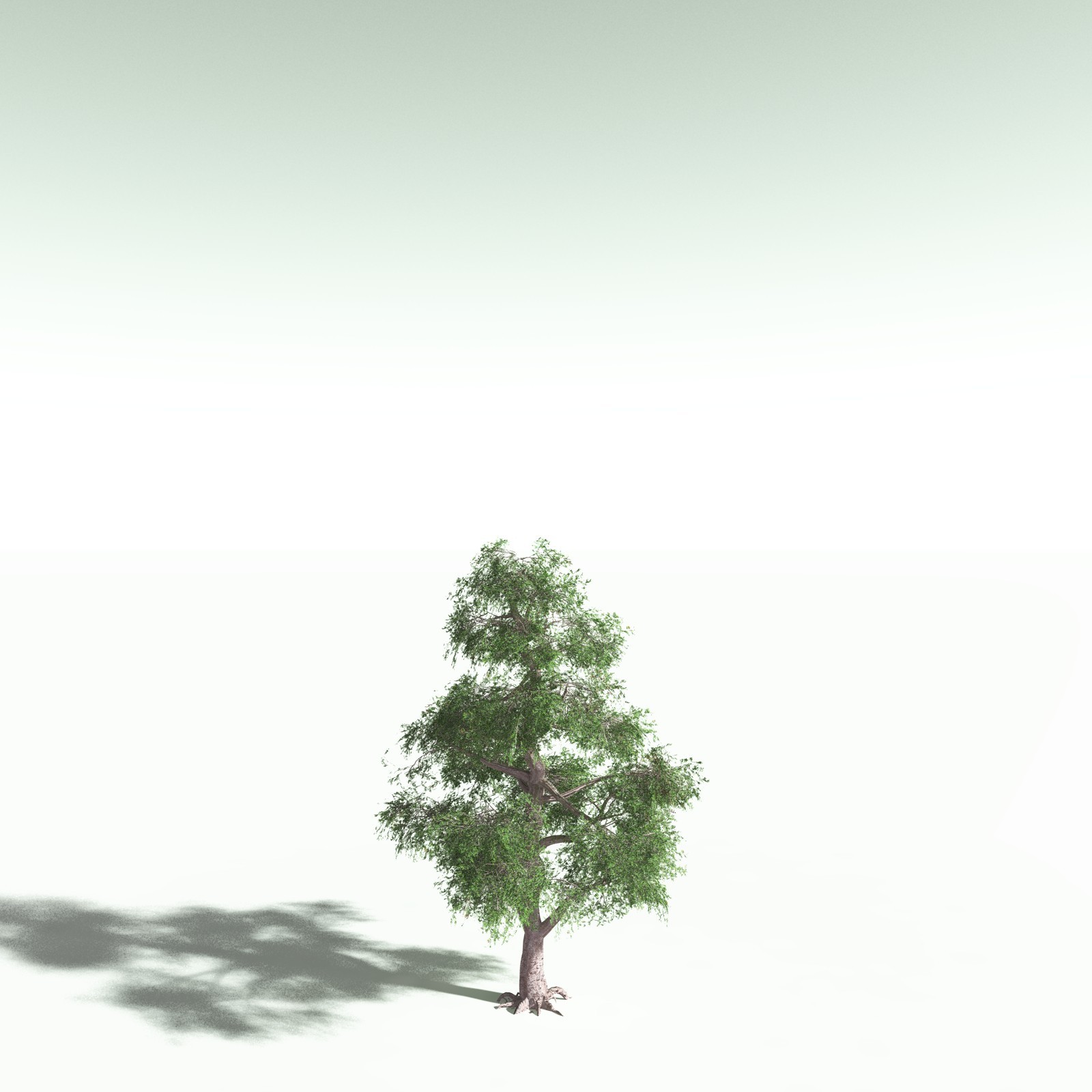 EVERYPlant Spur Mahogany for Poser by N/A