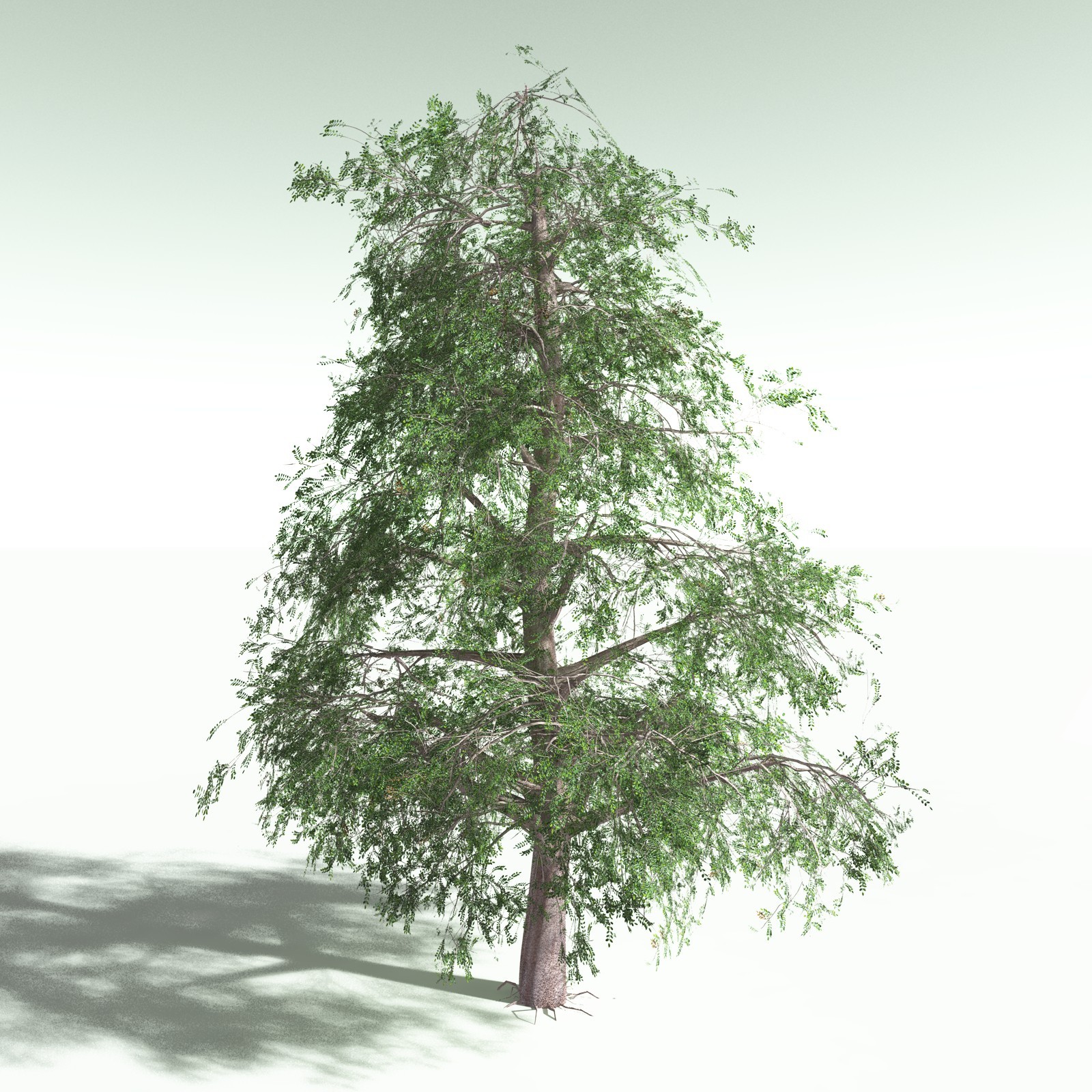 EVERYPlant Spur Mahogany for Poser by N/A