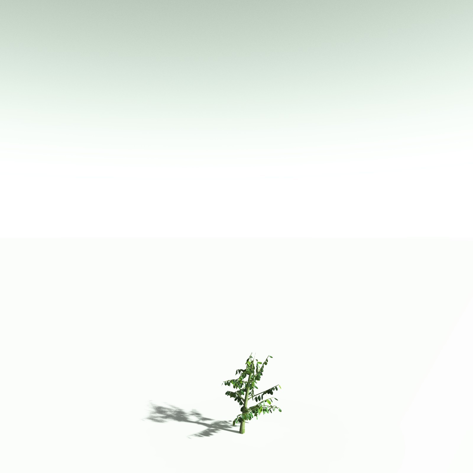 EVERYPlant Spur Mahogany for Poser by N/A
