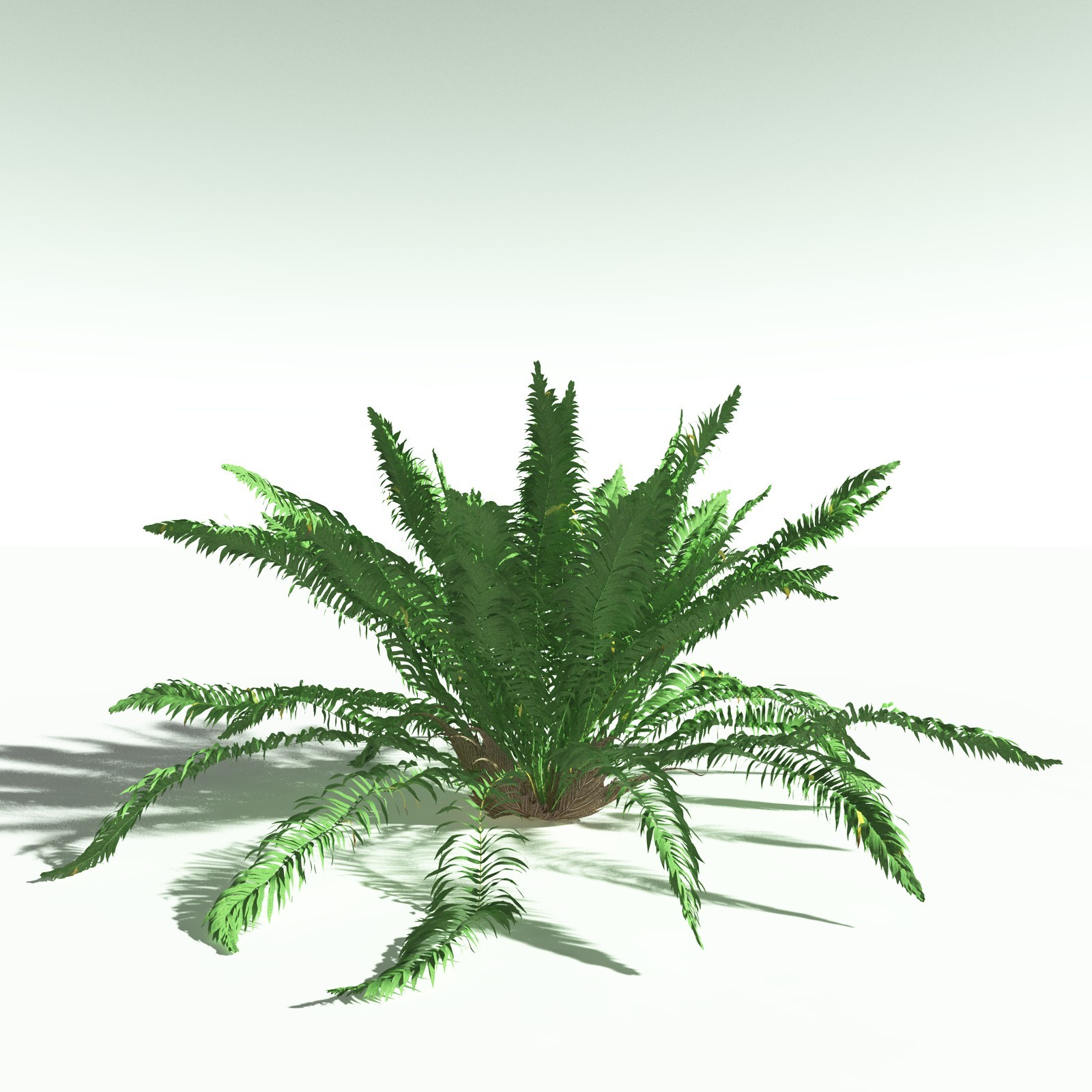 EVERYPlant Daintree Rainforest Biome for Poser by N/A