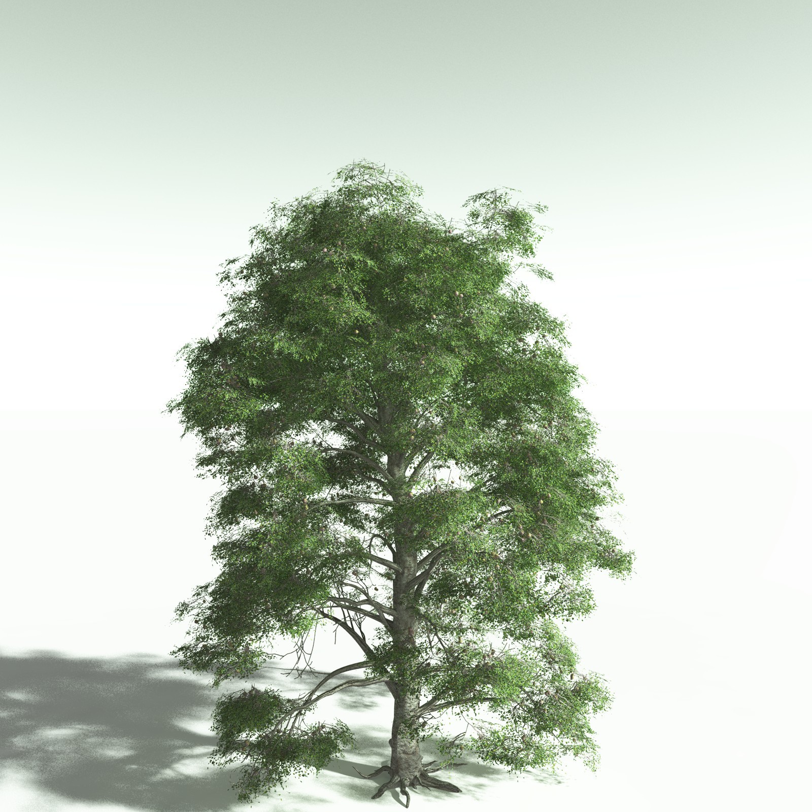 EVERYPlant Daintree Rainforest Biome for Poser by N/A
