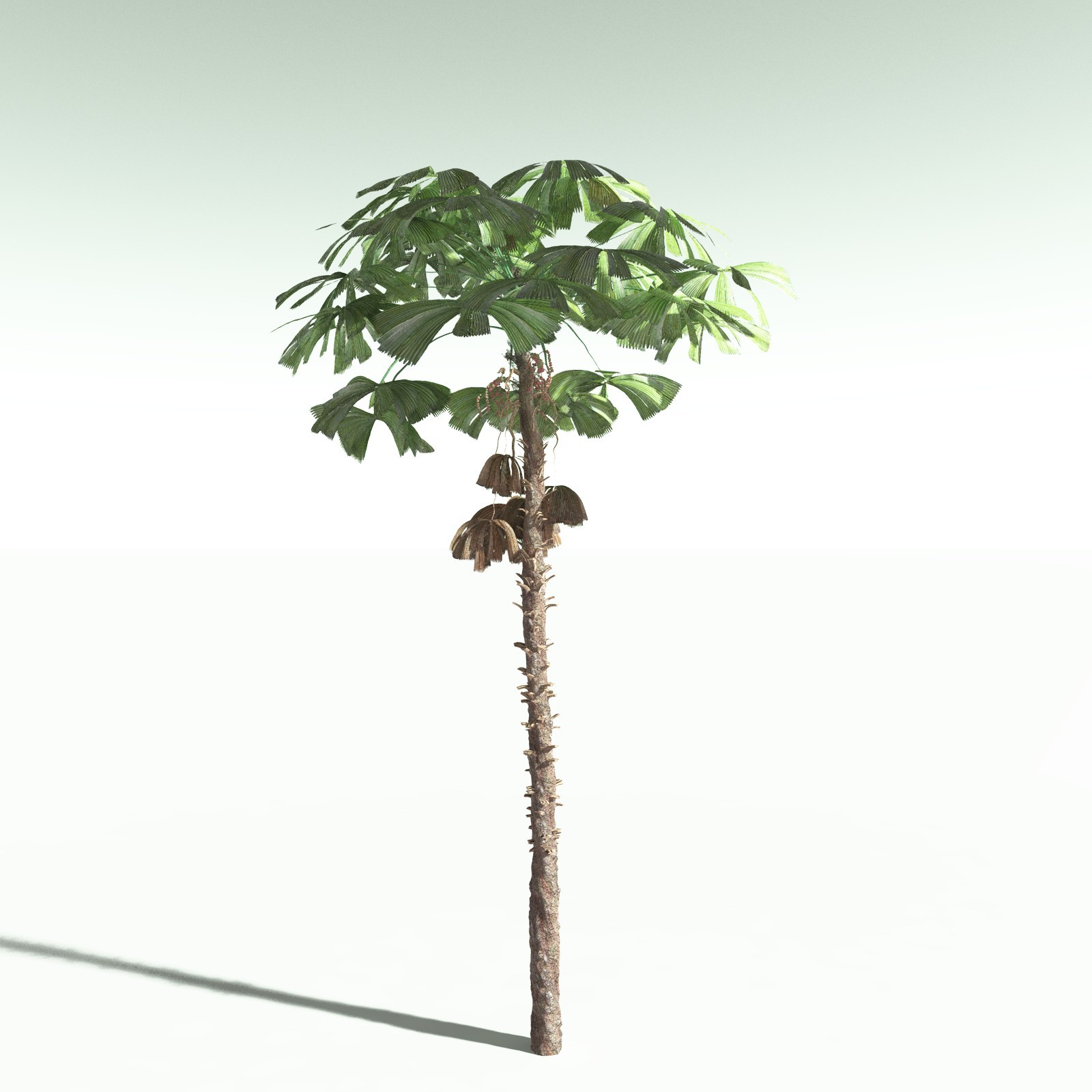 EVERYPlant Daintree Rainforest Biome for Poser by N/A