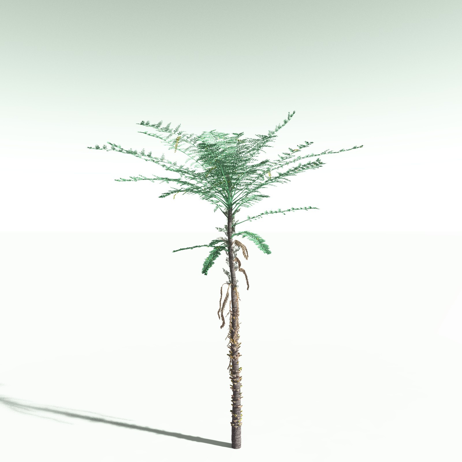EVERYPlant Daintree Rainforest Biome for Poser by N/A