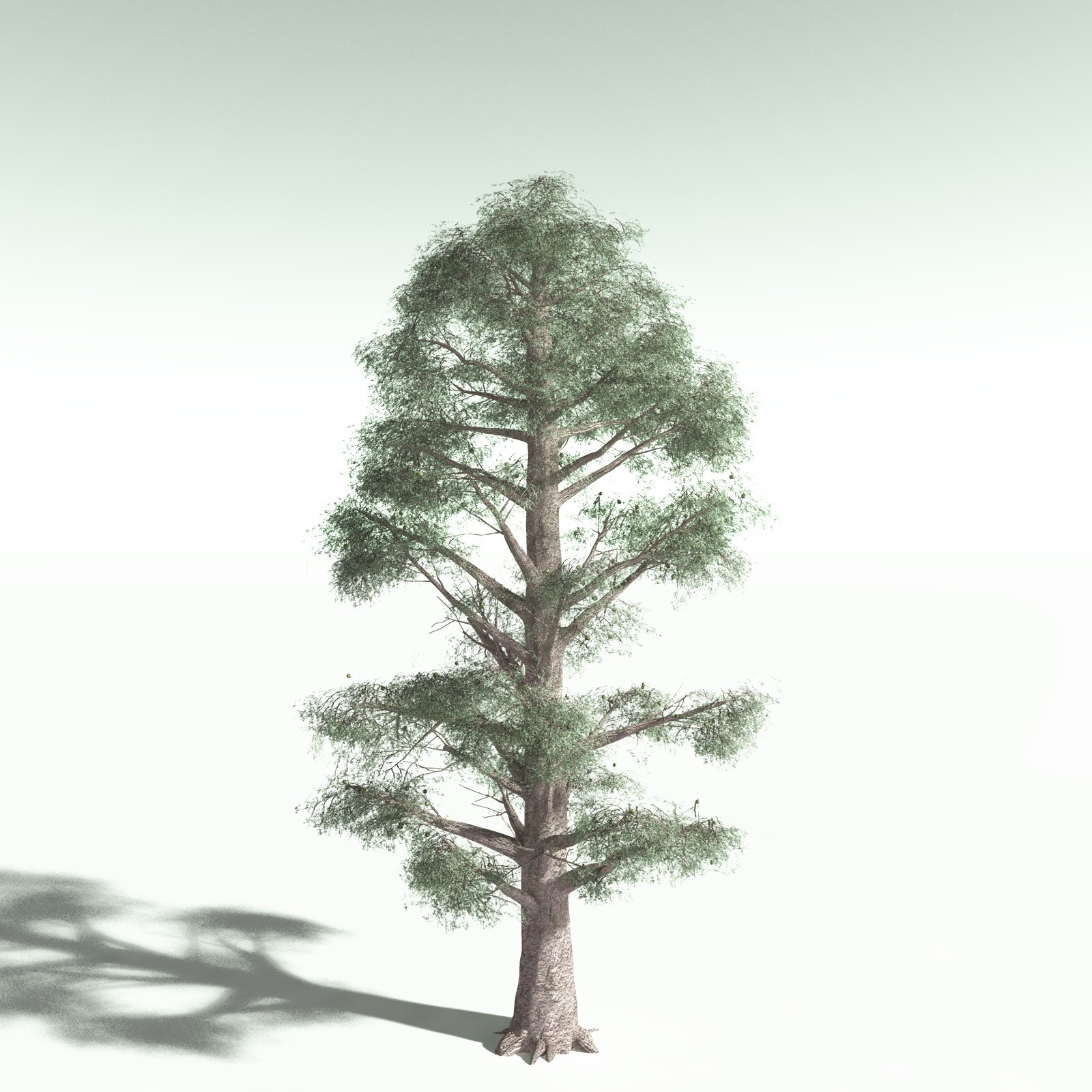 EVERYPlant Daintree Rainforest Biome for Poser by N/A