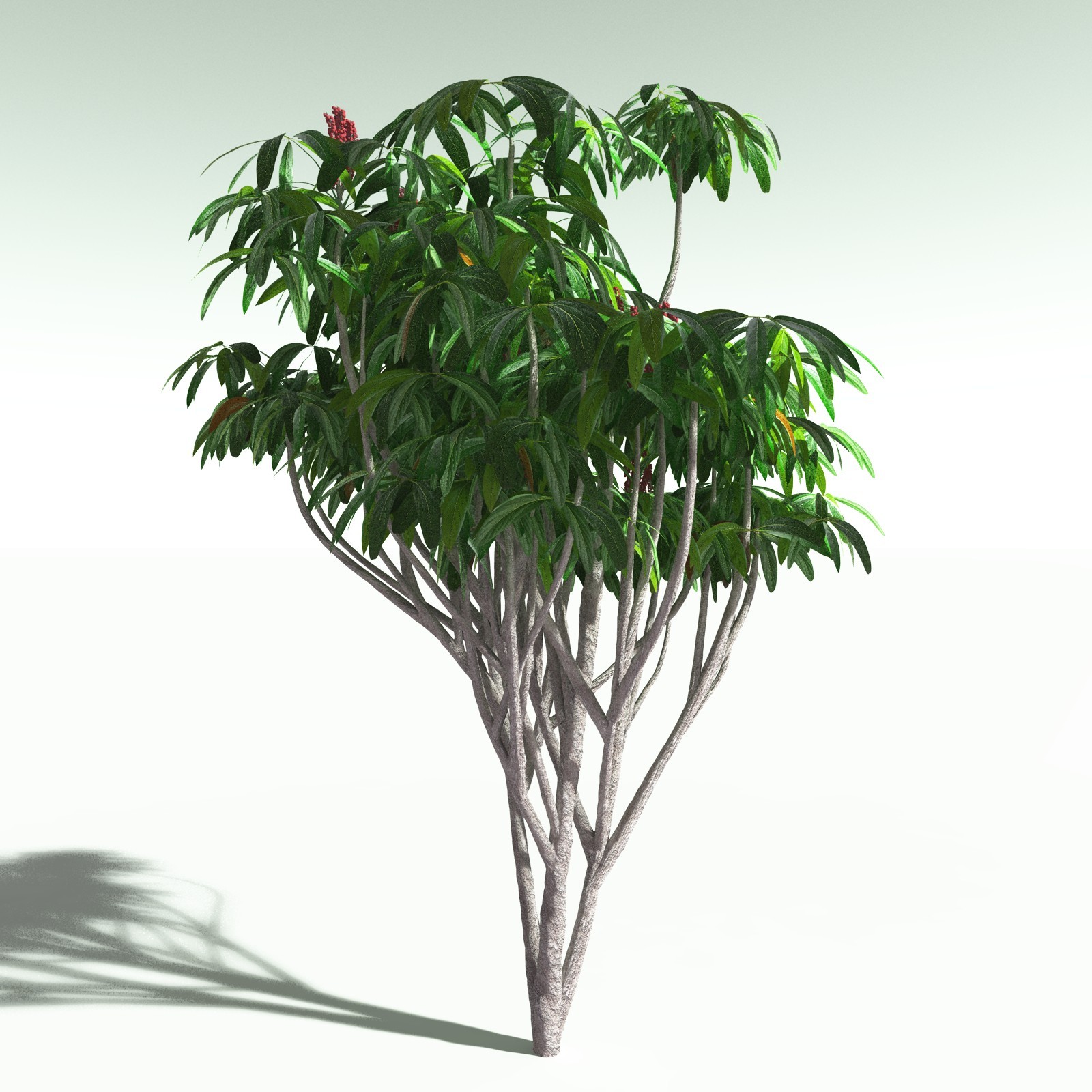 EVERYPlant Daintree Rainforest Biome for Poser by N/A