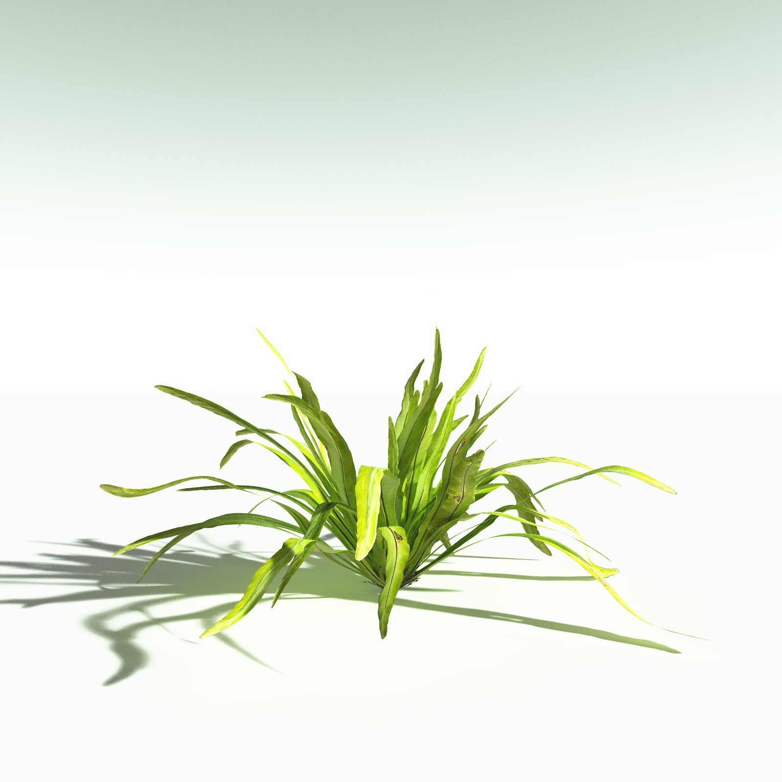 EVERYPlant Daintree Rainforest Biome for Poser by N/A