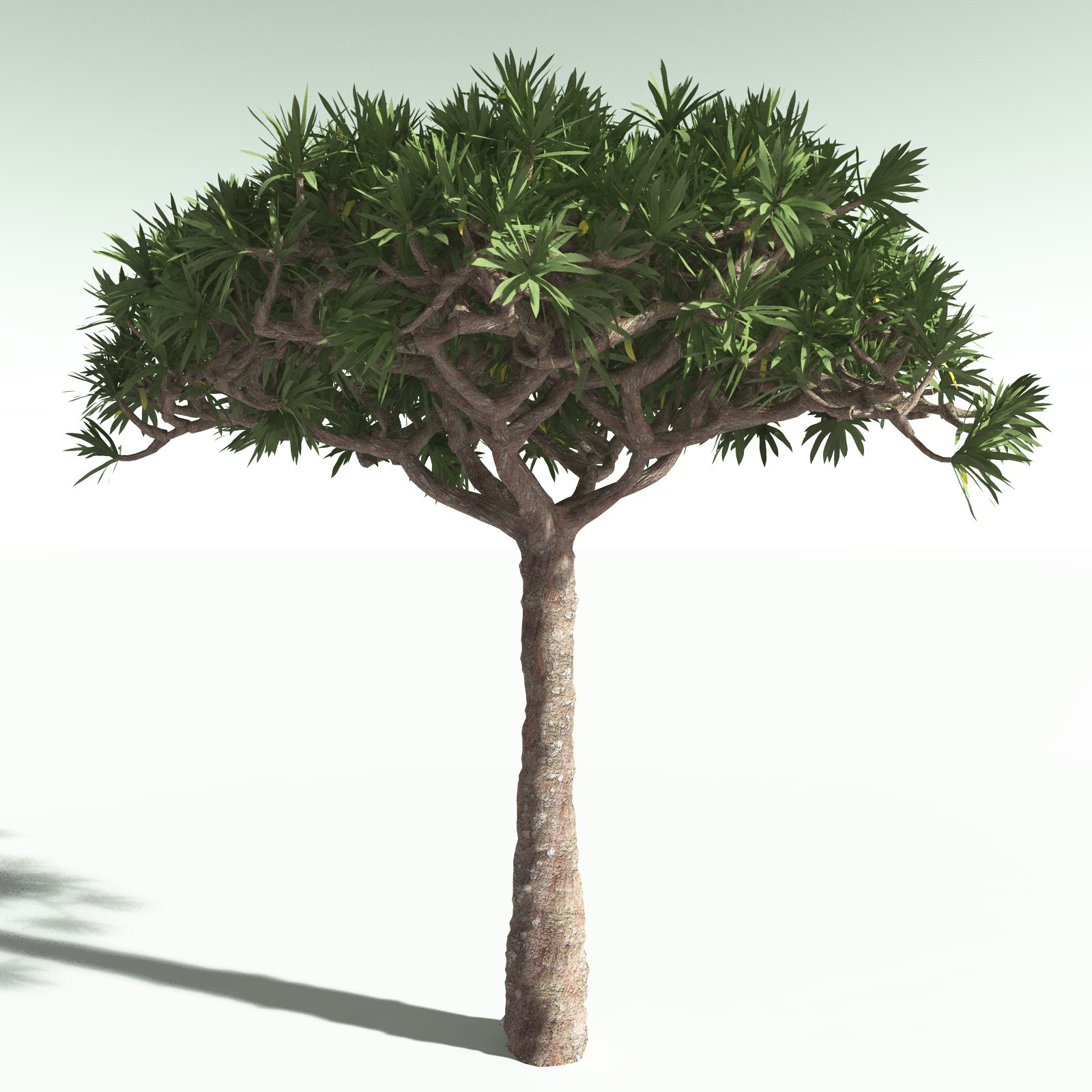 EVERYPlant Dragon Blood Tree for Poser by N/A