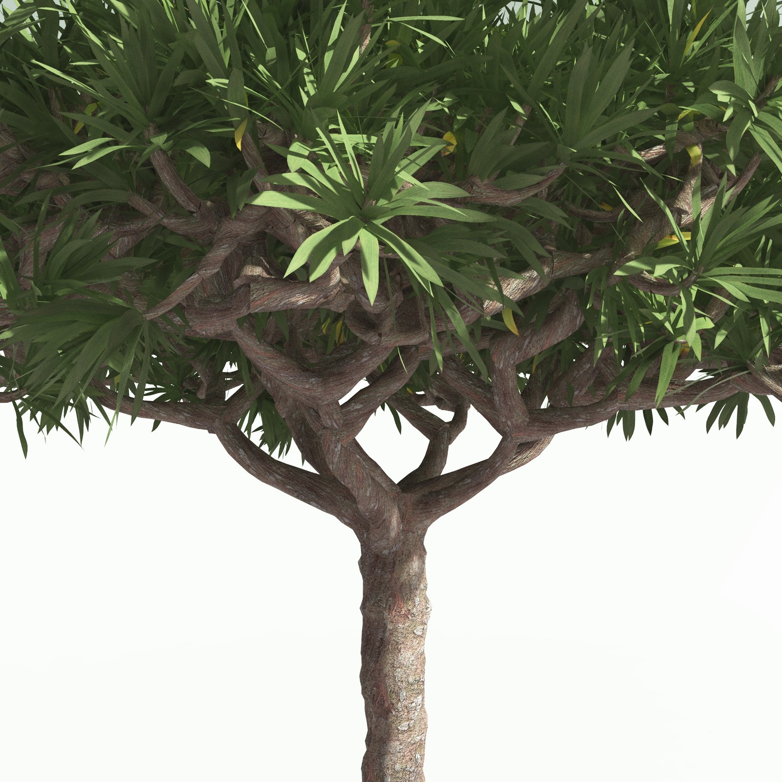 EVERYPlant Dragon Blood Tree for Poser by N/A