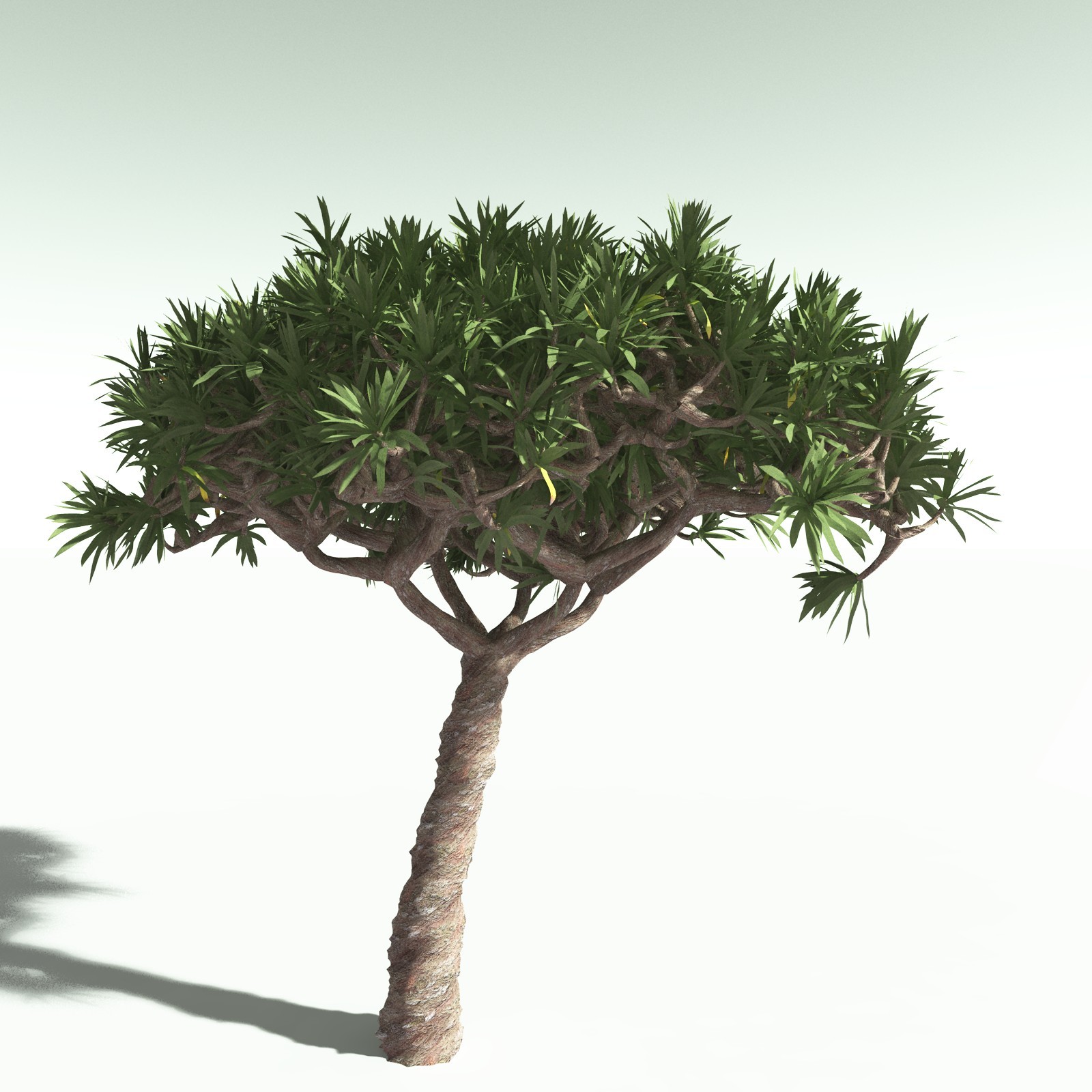 EVERYPlant Dragon Blood Tree for Poser by N/A