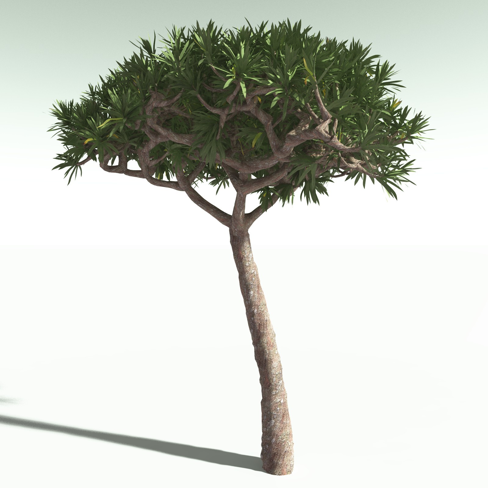 EVERYPlant Dragon Blood Tree for Poser by N/A