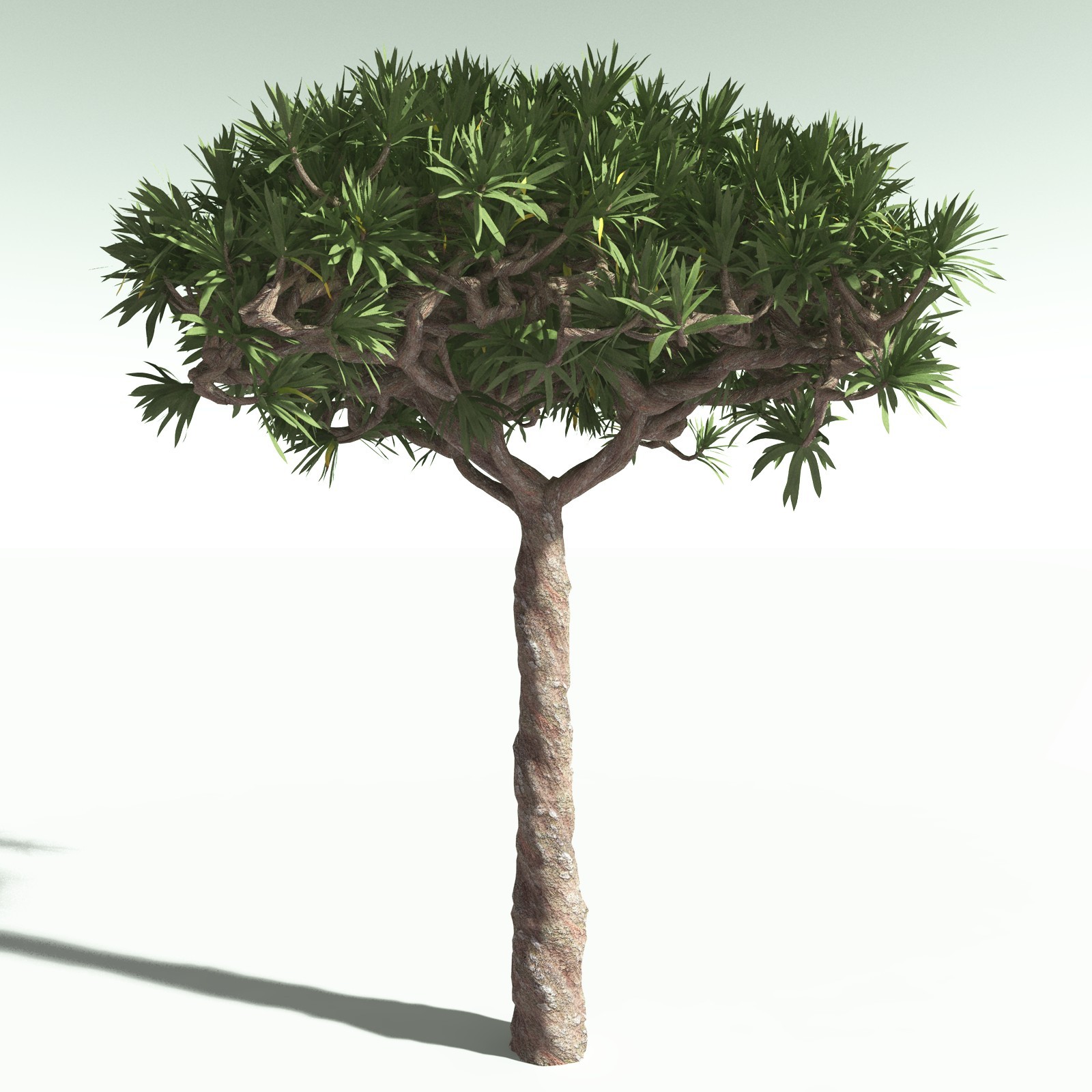 EVERYPlant Dragon Blood Tree for Poser by N/A