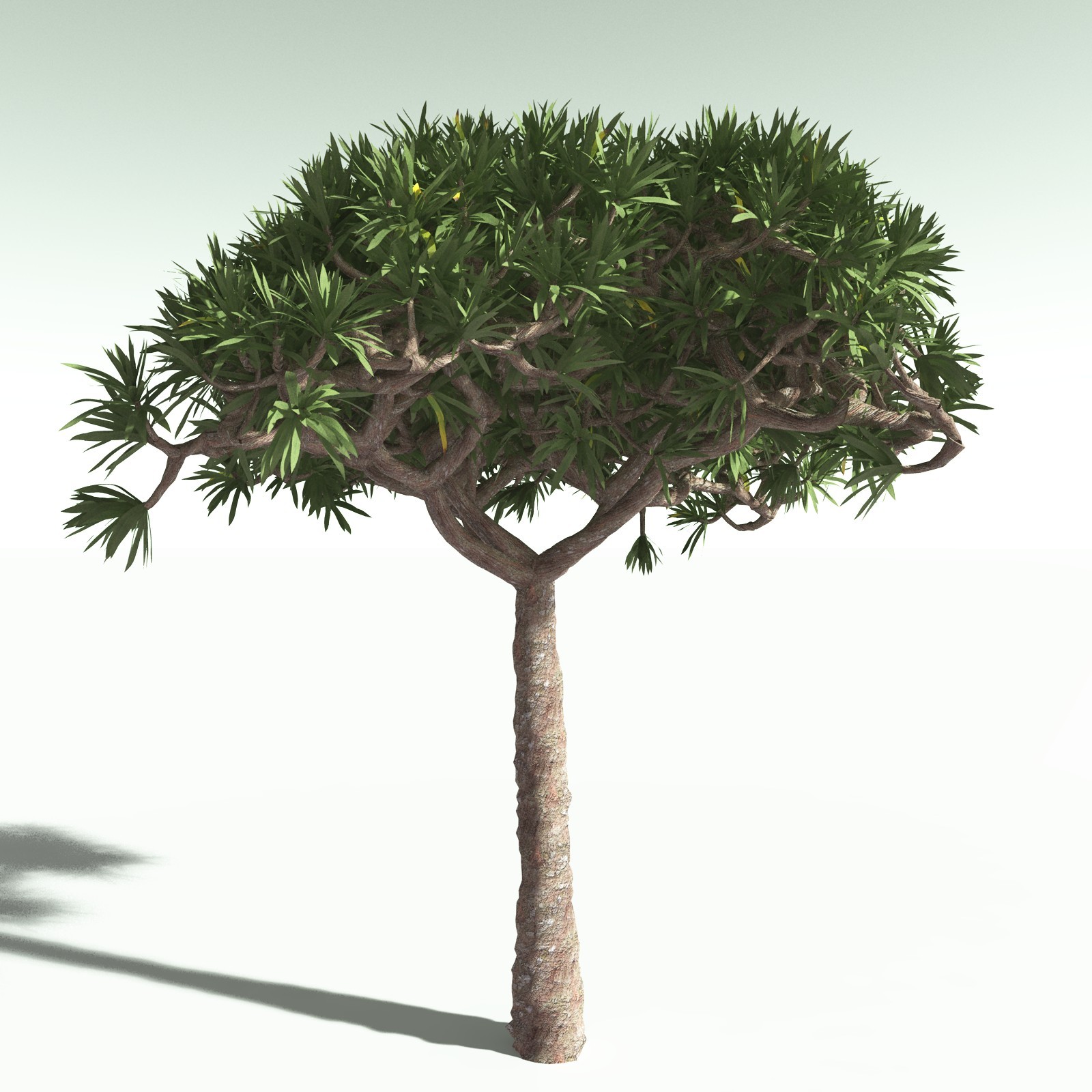 EVERYPlant Dragon Blood Tree for Poser by N/A
