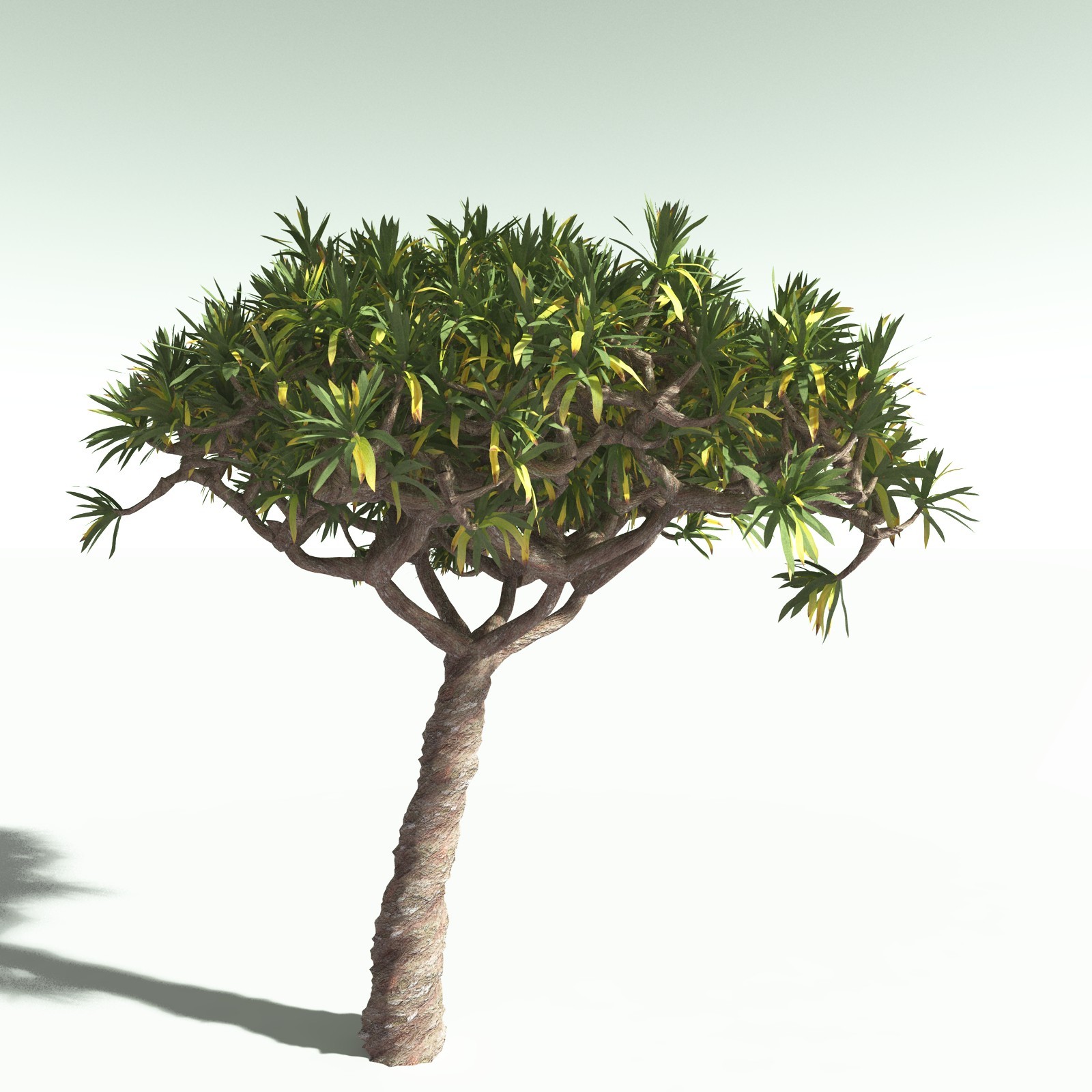 EVERYPlant Dragon Blood Tree for Poser by N/A