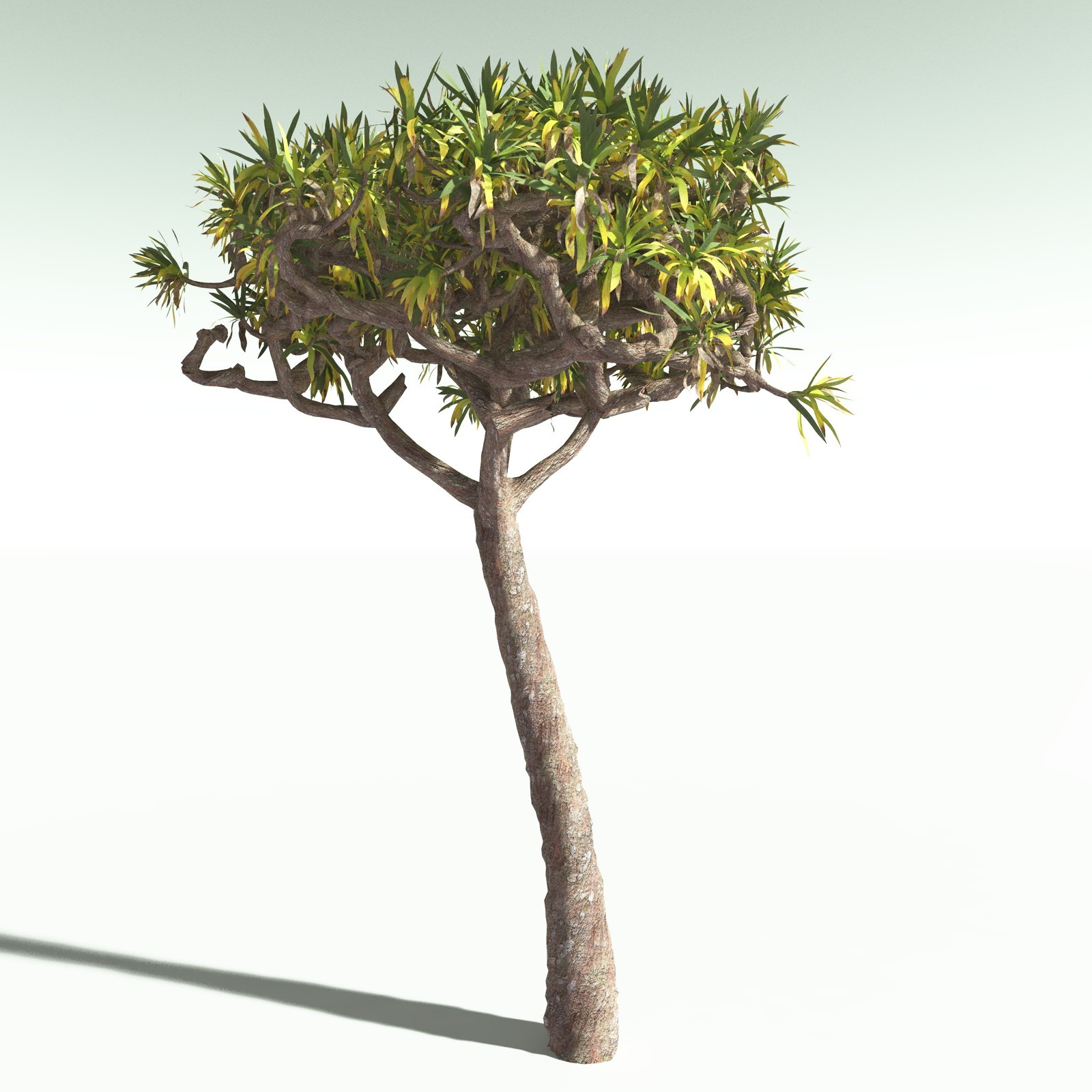 EVERYPlant Dragon Blood Tree for Poser by N/A