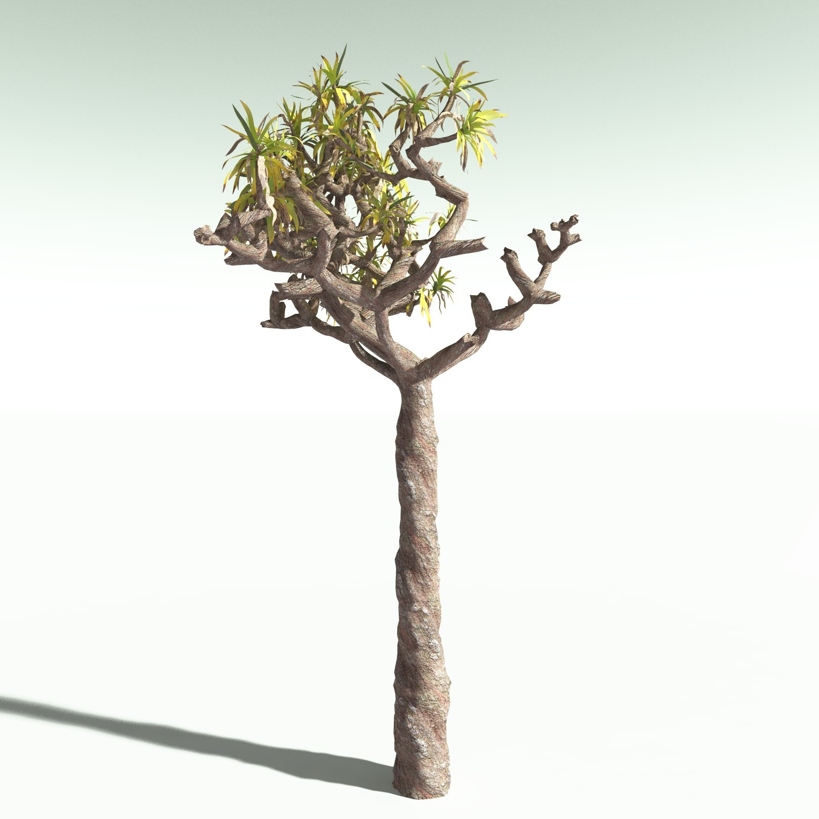 EVERYPlant Dragon Blood Tree for Poser by N/A