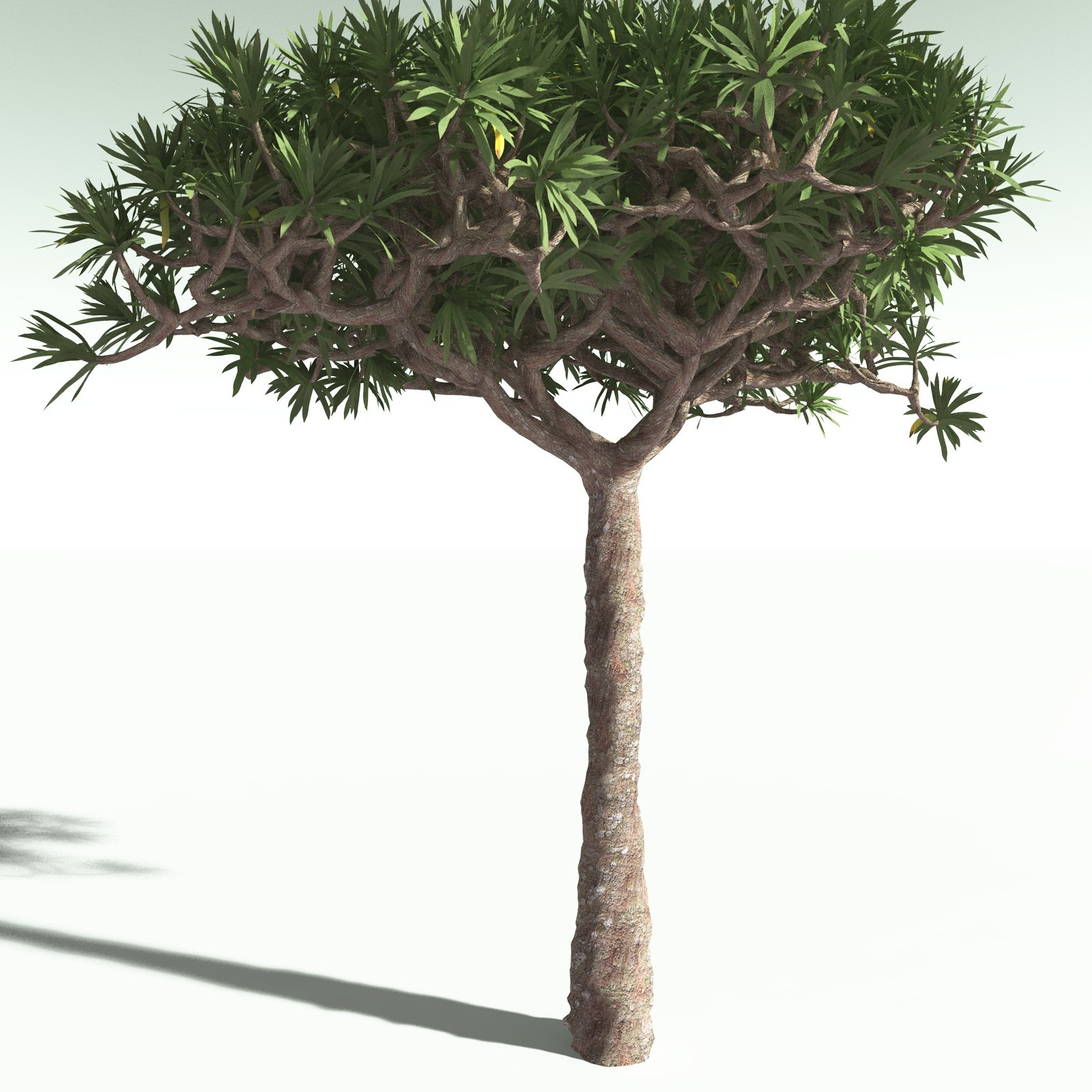 EVERYPlant Dragon Blood Tree for Poser by N/A