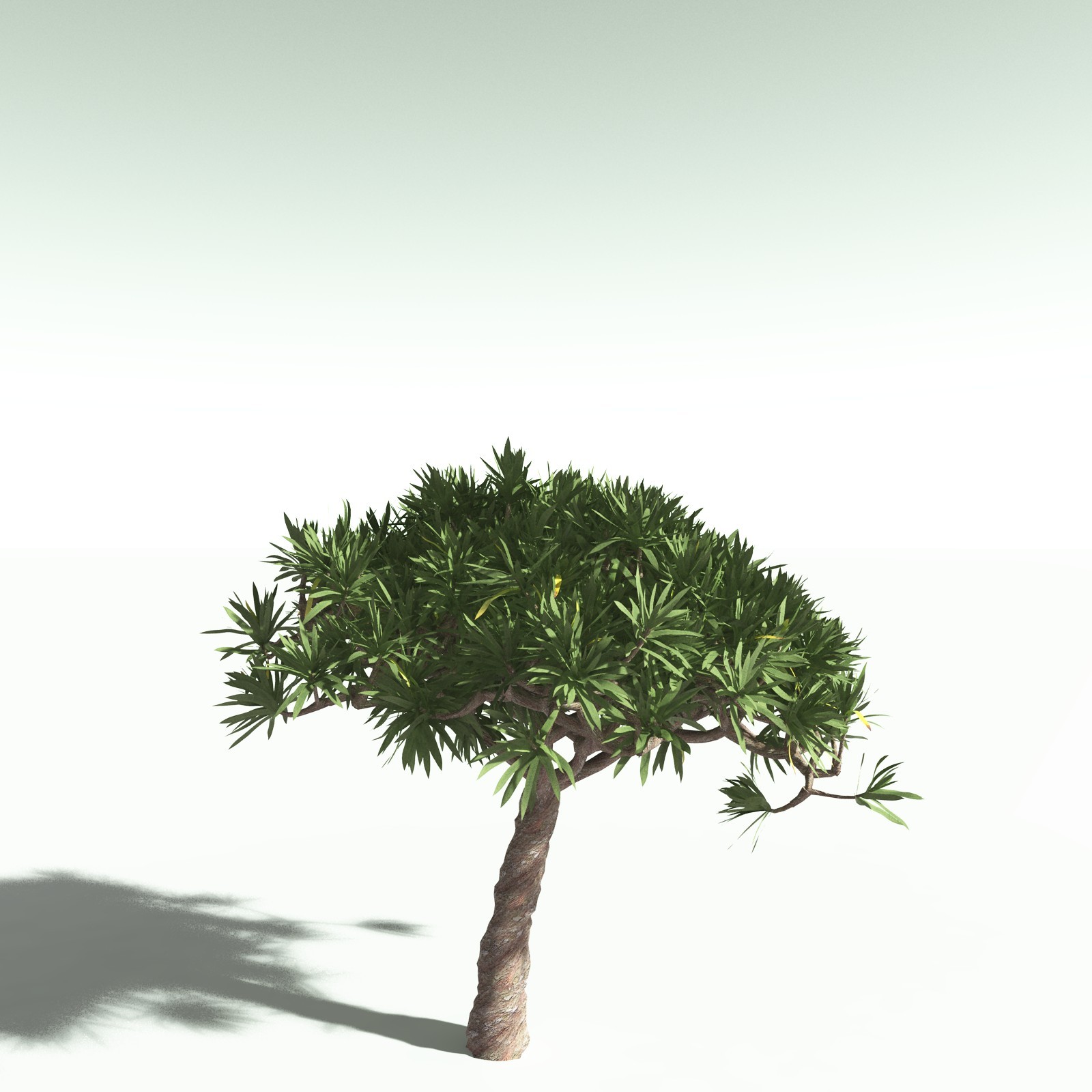 EVERYPlant Dragon Blood Tree for Poser by N/A