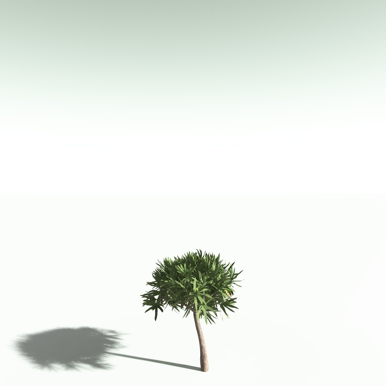 EVERYPlant Dragon Blood Tree for Poser by N/A