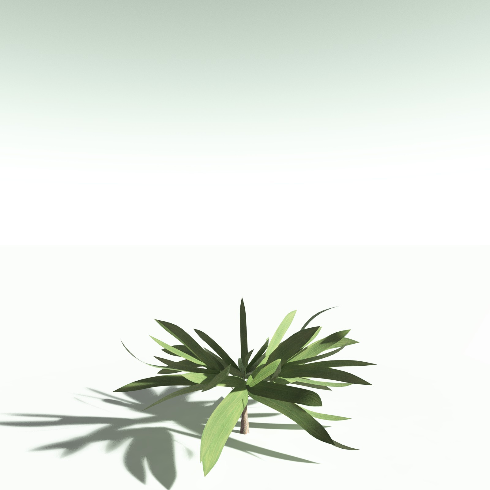 EVERYPlant Dragon Blood Tree for Poser by N/A