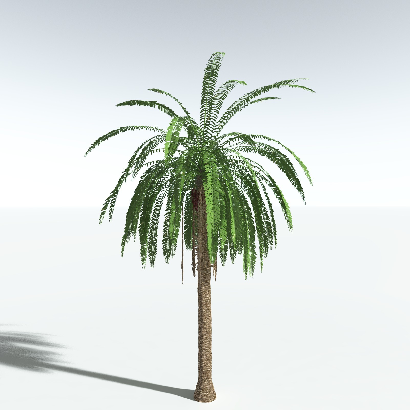 EVERYPlant African Oil Palm by N/A