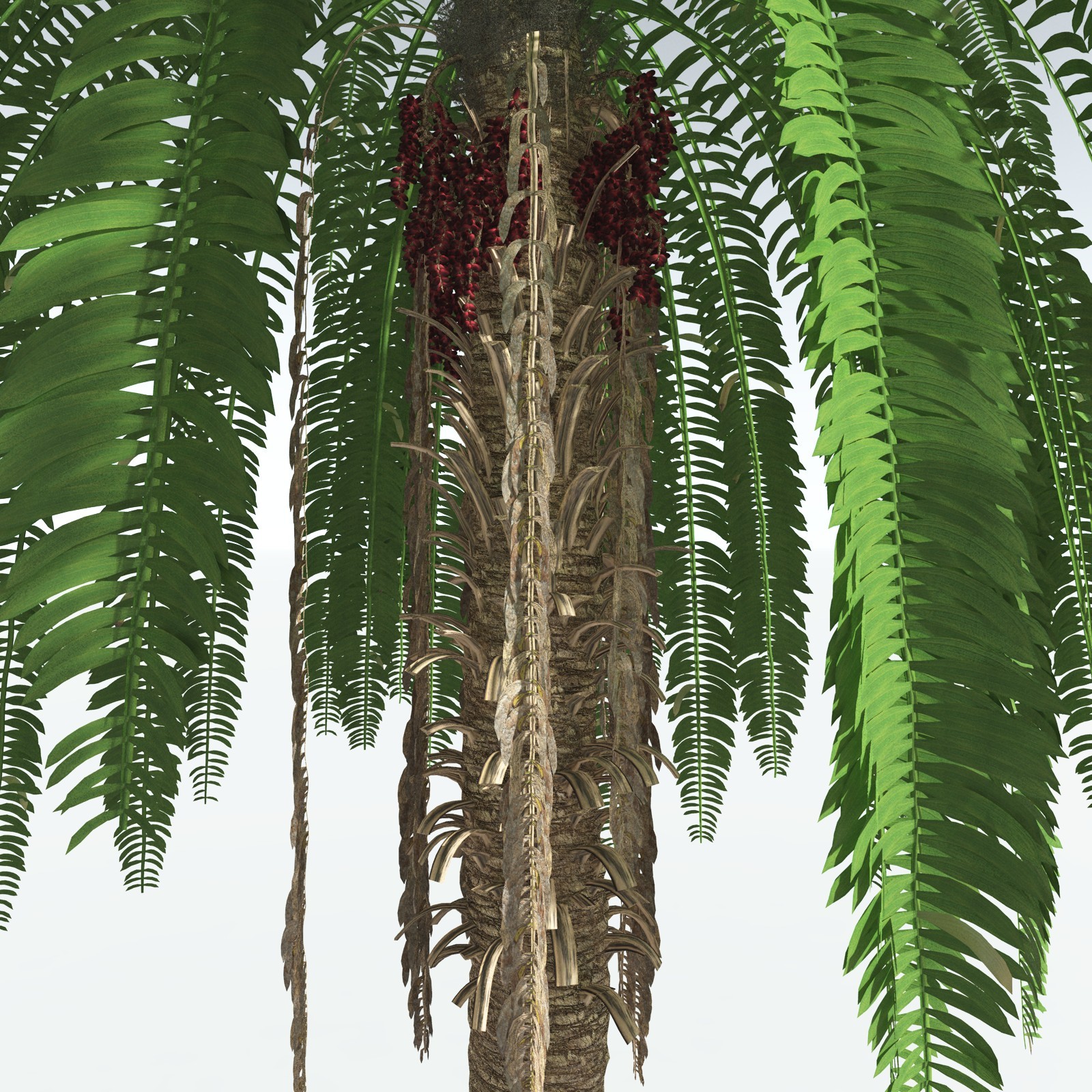 EVERYPlant African Oil Palm by N/A